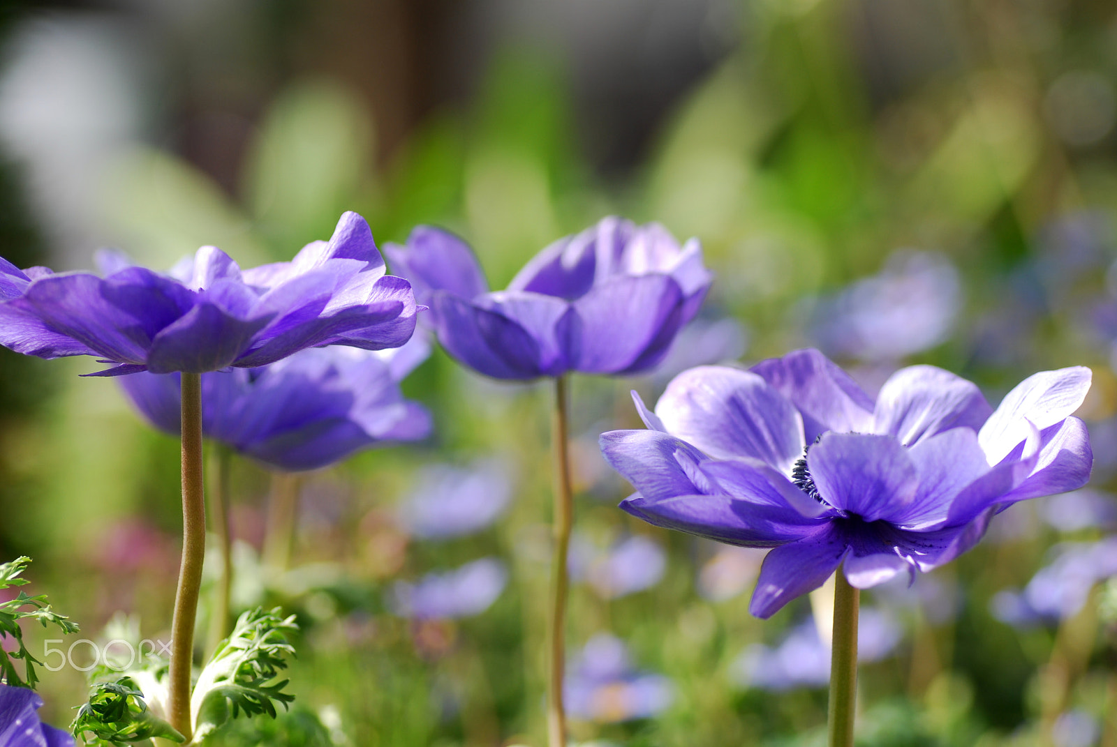 Nikon D200 sample photo. Purple anemone photography