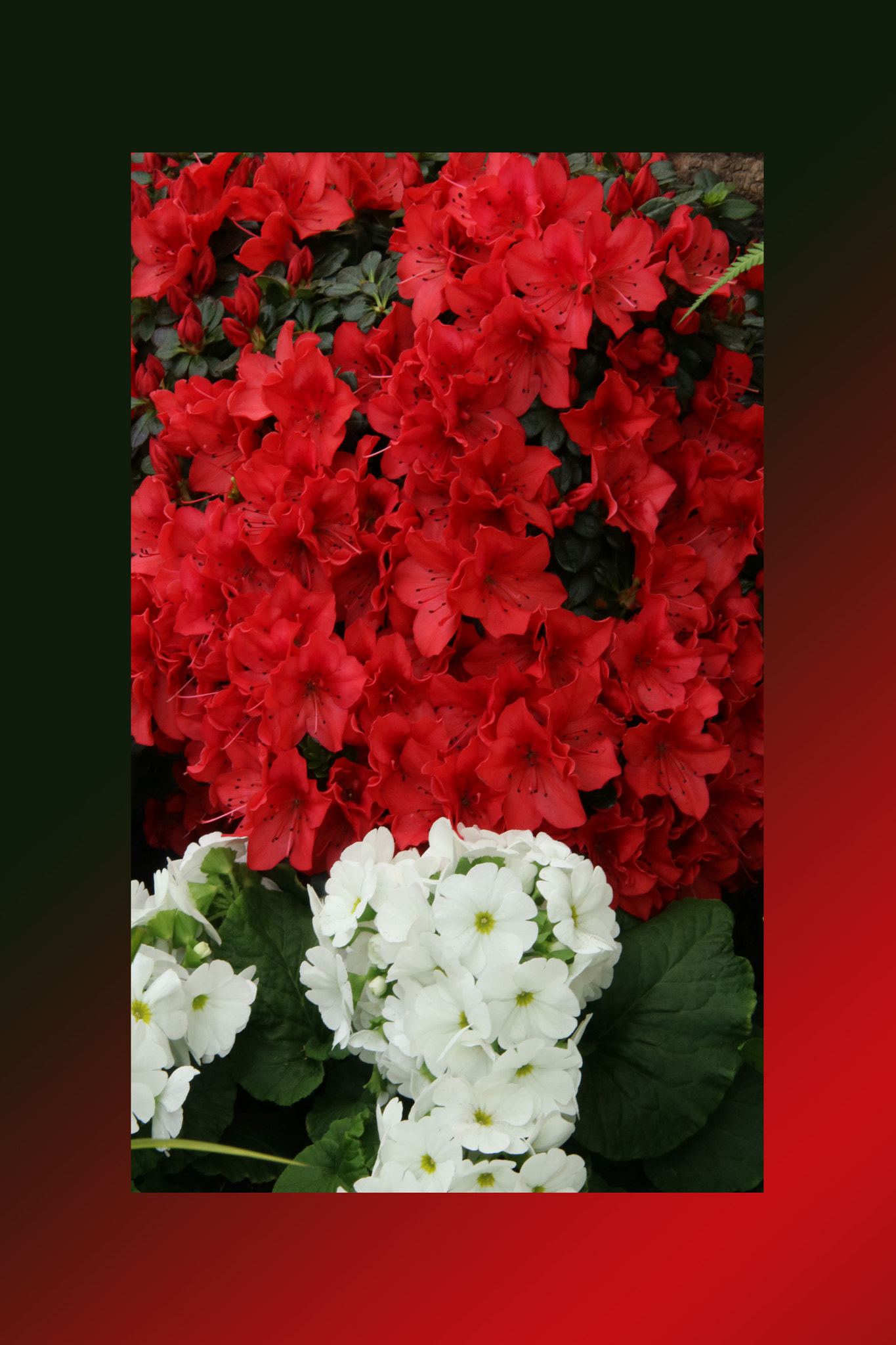 Sigma 70-200mm F2.8 EX DG OS HSM sample photo. Azalea red,petunias, yellow daffodil,pansies, snap photography