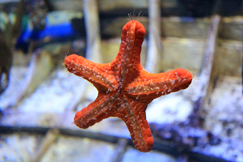 Canon EF-S 10-22mm F3.5-4.5 USM sample photo. Starfish photography