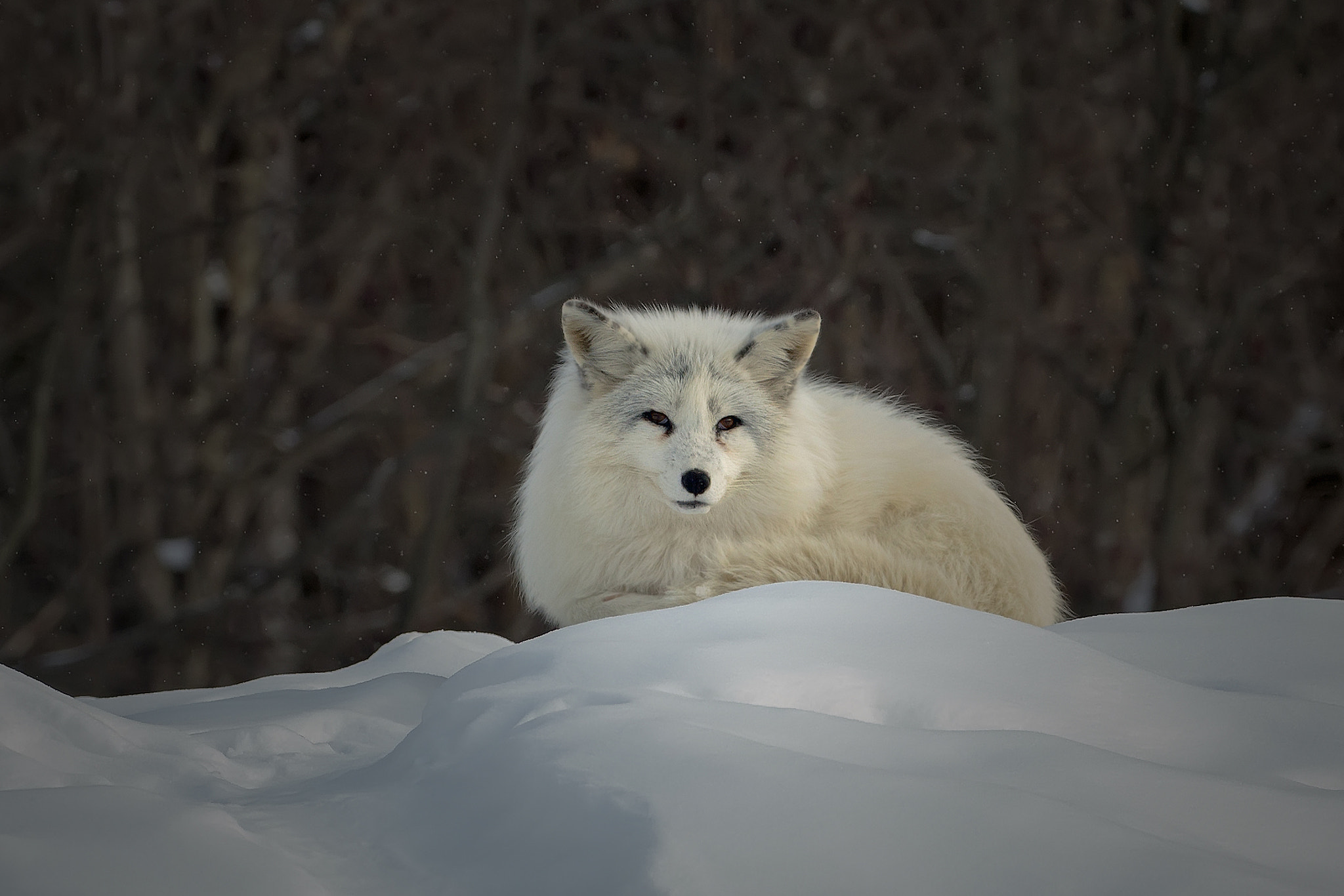 Canon EOS 6D sample photo. Arctic fox 5867 photography