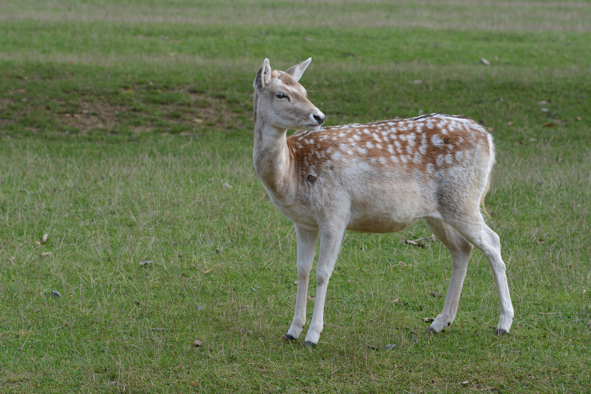 Nikon D7100 + Sigma 120-400mm F4.5-5.6 DG OS HSM sample photo. Wildpark silz photography