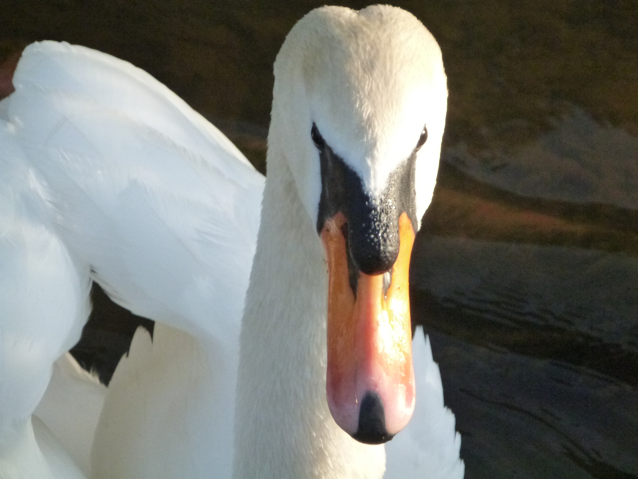 Panasonic DMC-FT4 sample photo. A swan photography