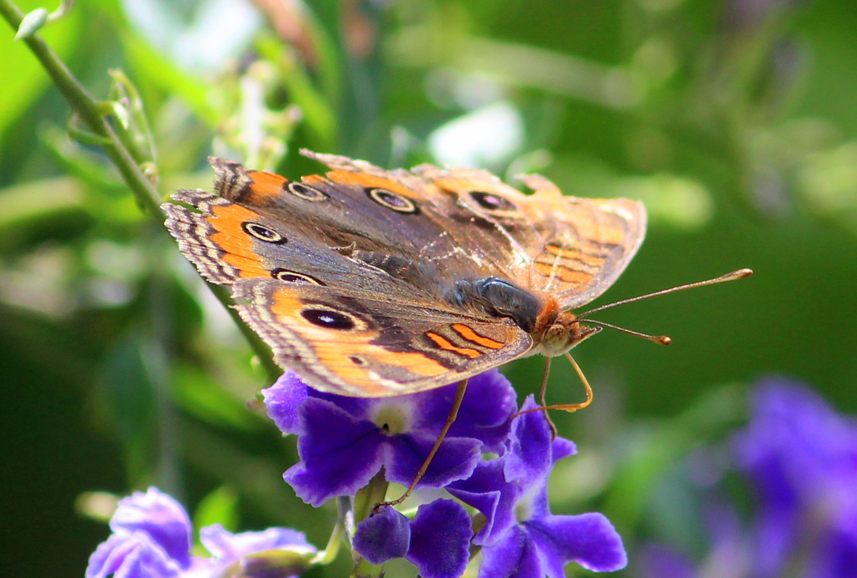 Canon EF-S 55-250mm F4-5.6 IS II sample photo. Butterfly photography