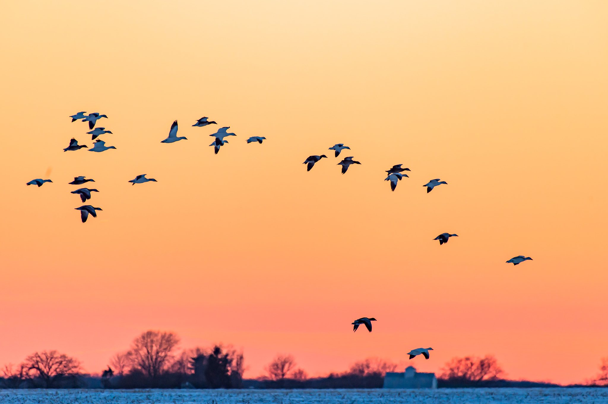 Nikon AF-S Nikkor 200-500mm F5.6E ED VR sample photo. Snow geese at sunset photography