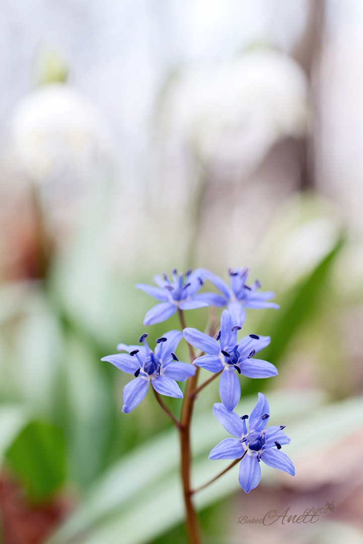 Nikon D750 + Sigma 50mm F2.8 EX DG Macro sample photo. Squill mood photography