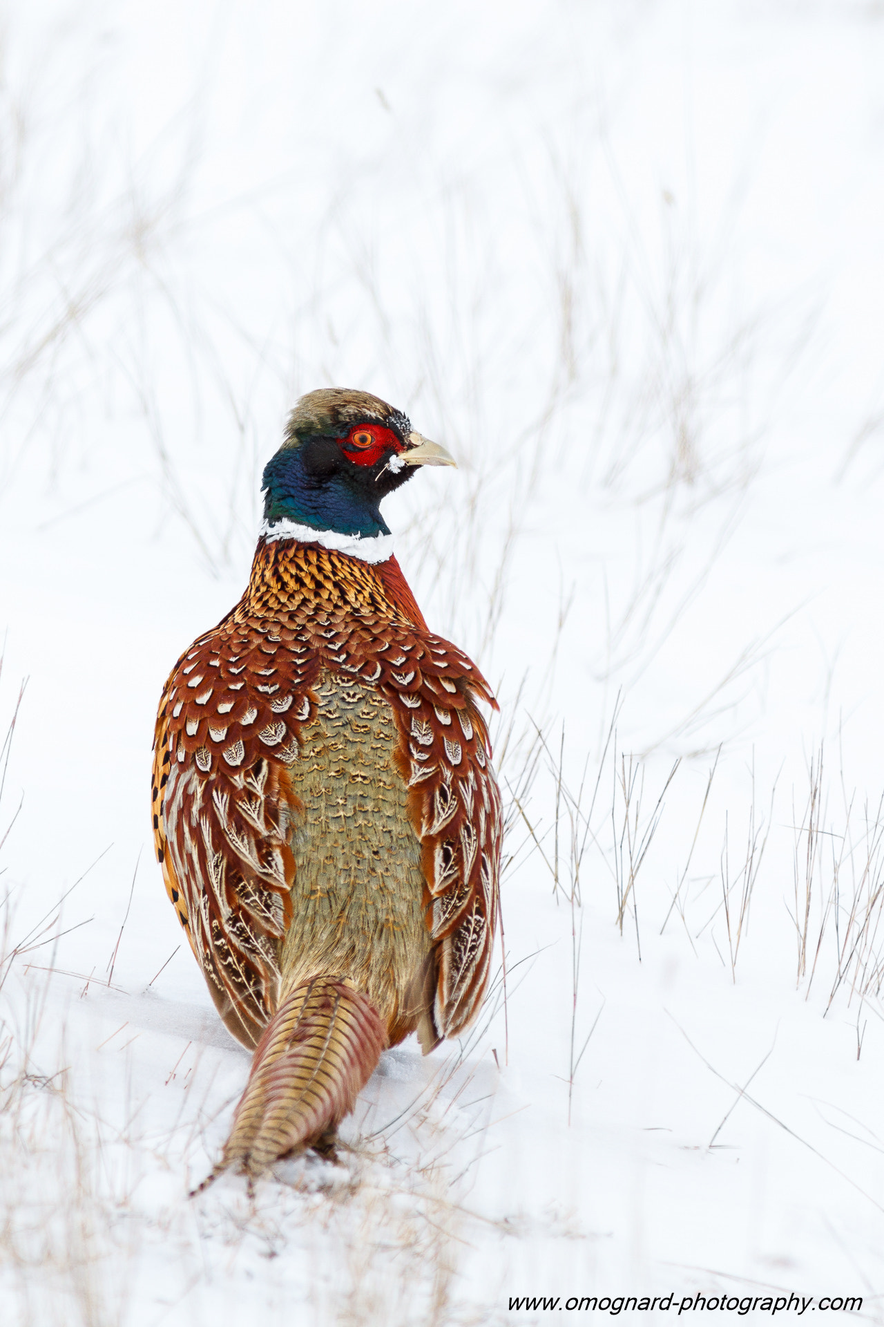 Canon EOS 7D + Canon EF 300mm F4L IS USM sample photo. Colors & snow photography