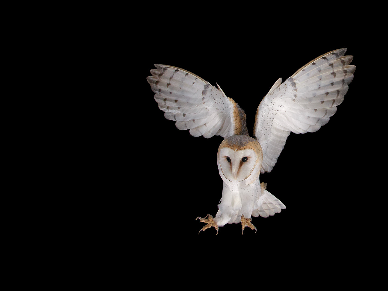 Canon EOS-1D X sample photo. Barnowl, female photography