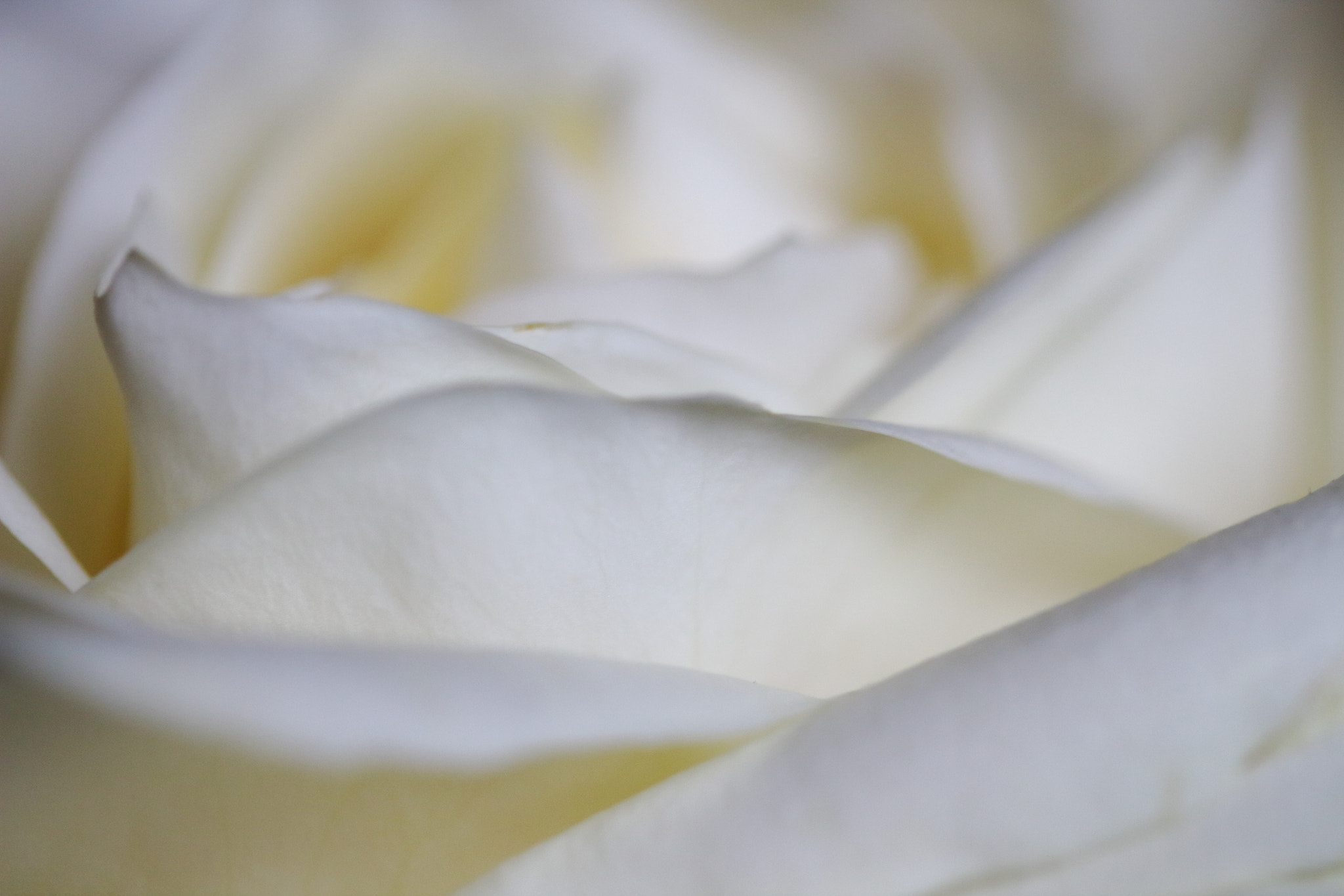 Canon EF-S 60mm F2.8 Macro USM sample photo. Rose photography
