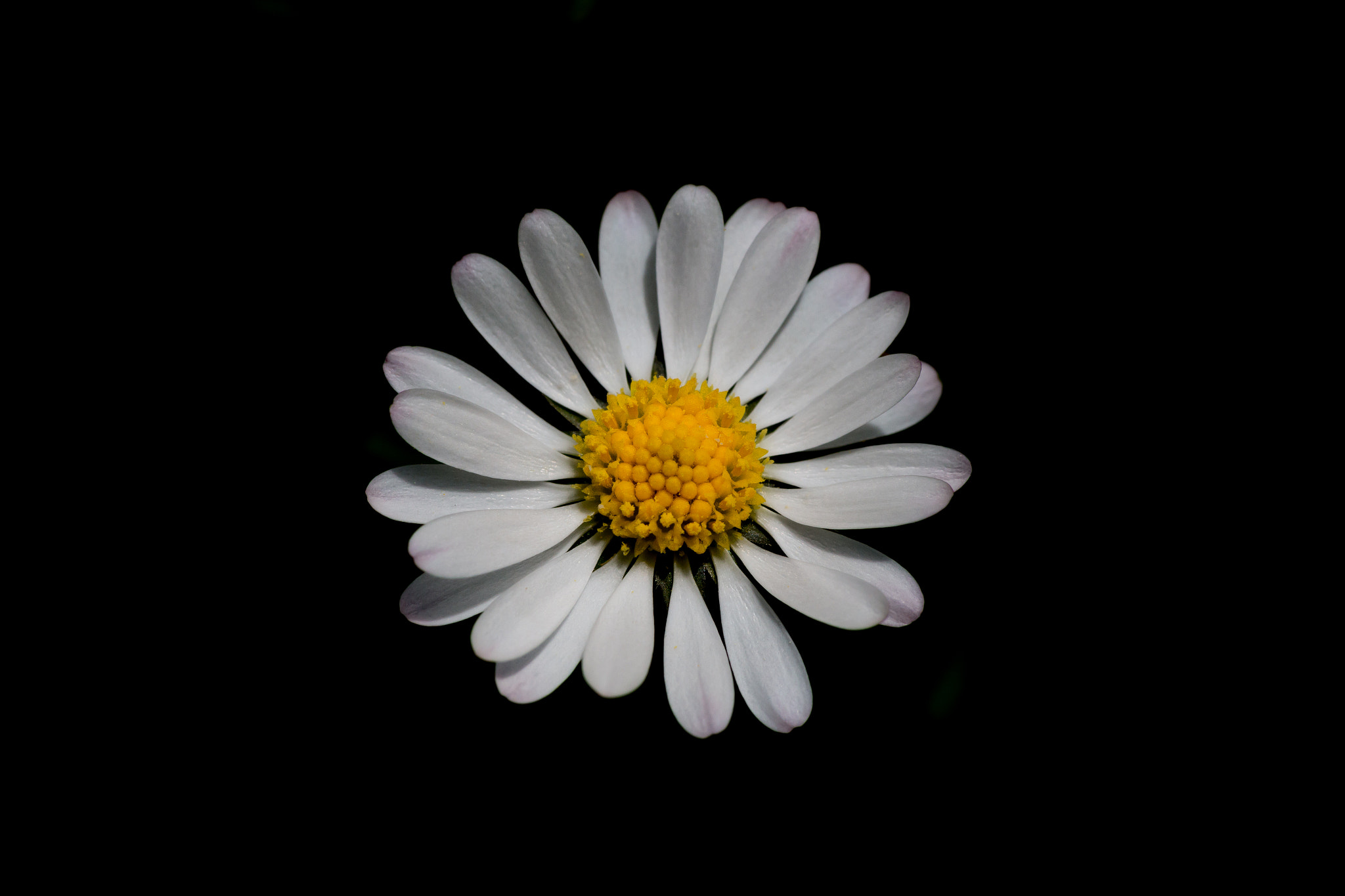 Canon EF-S 60mm F2.8 Macro USM sample photo
