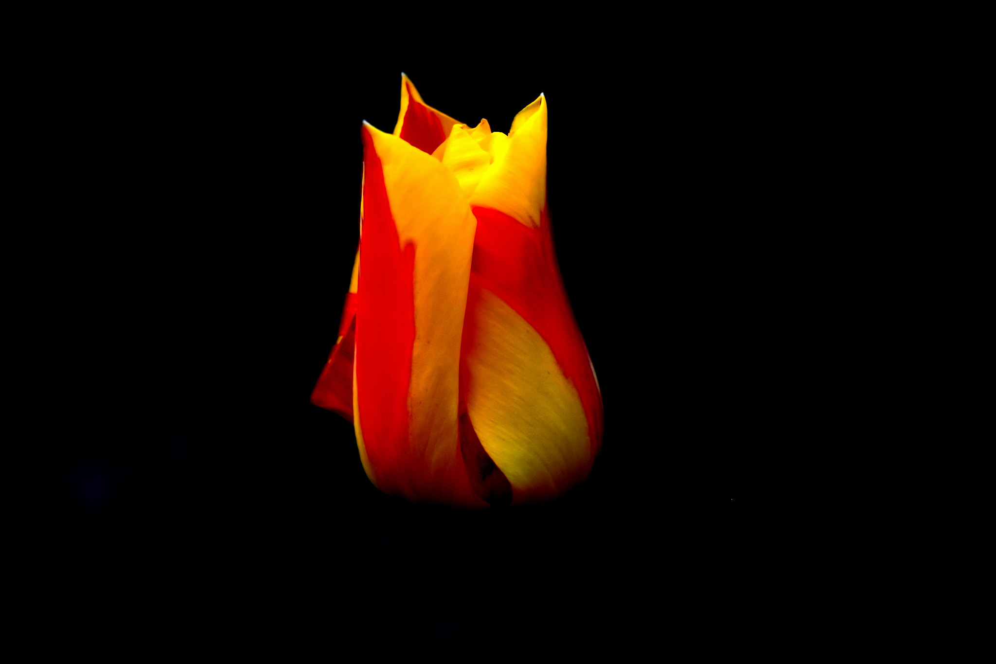 Canon EOS 650D (EOS Rebel T4i / EOS Kiss X6i) sample photo. Tulip photography