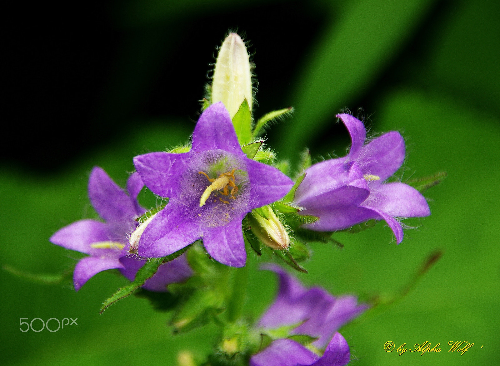 Pentax K10D sample photo. Flower photography