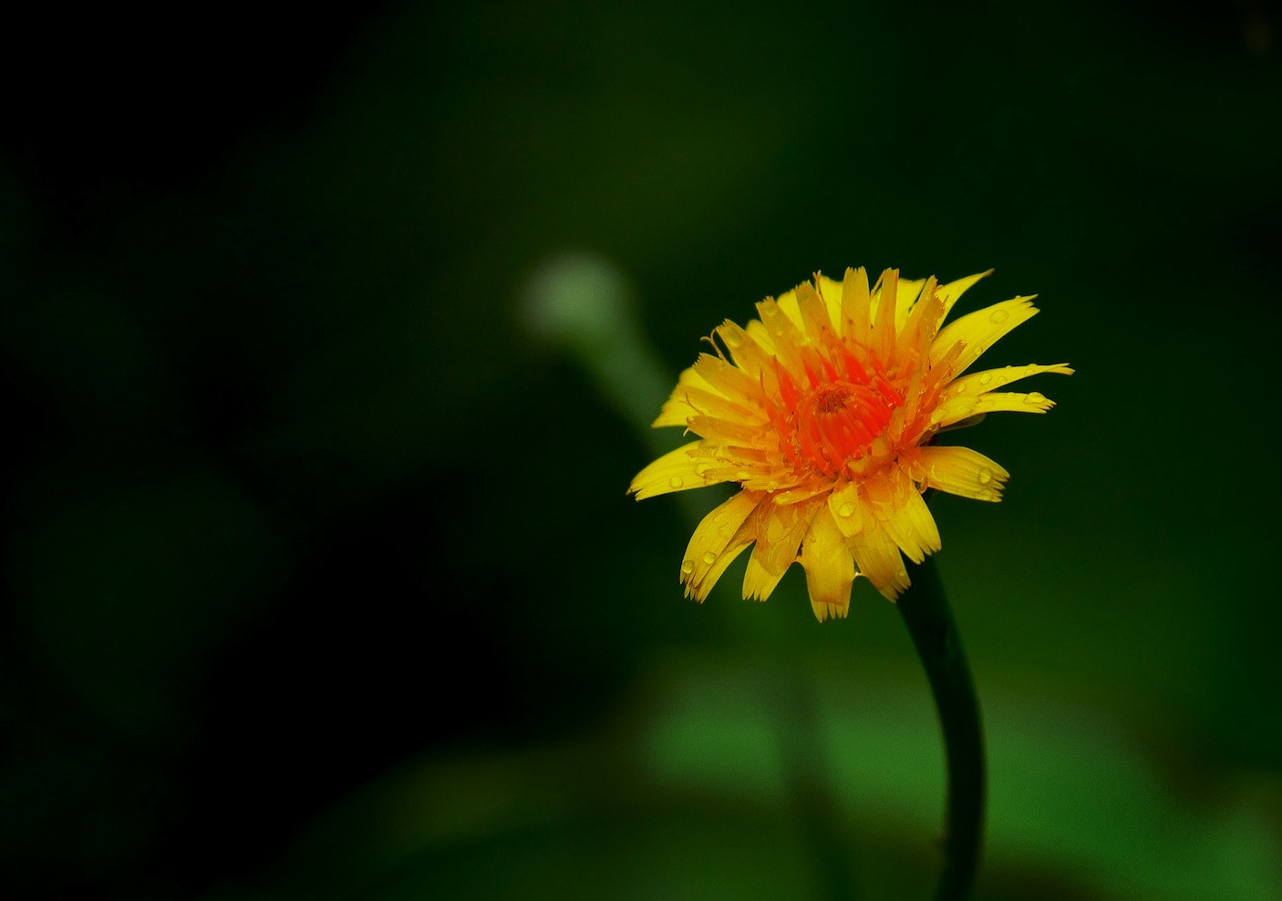 Panasonic Lumix DMC-GH4 + LEICA DG 100-400/F4.0-6.3 sample photo. Yellow flower photography