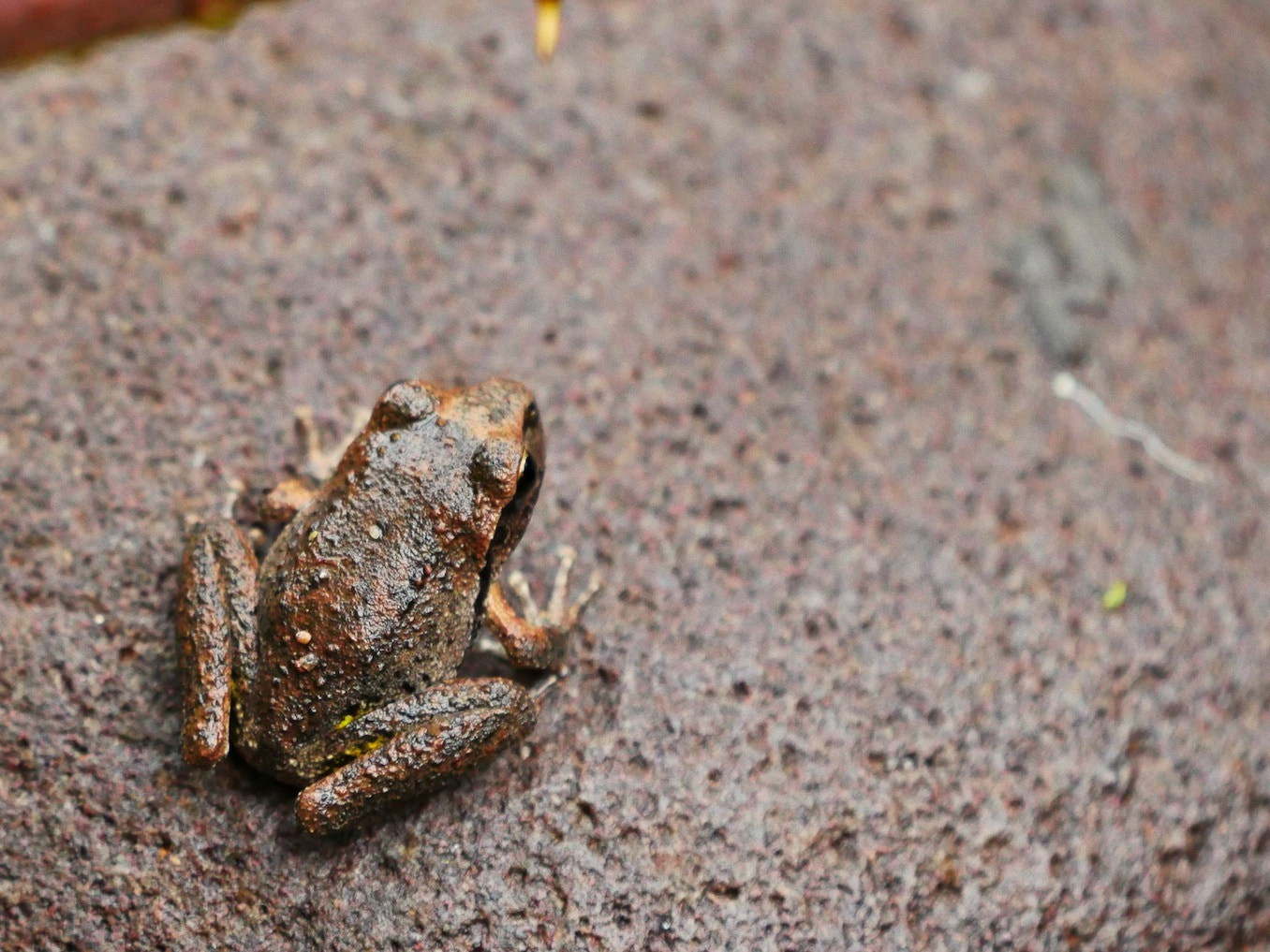 Panasonic Lumix DMC-GH4 + LEICA DG 100-400/F4.0-6.3 sample photo. Blending in… photography