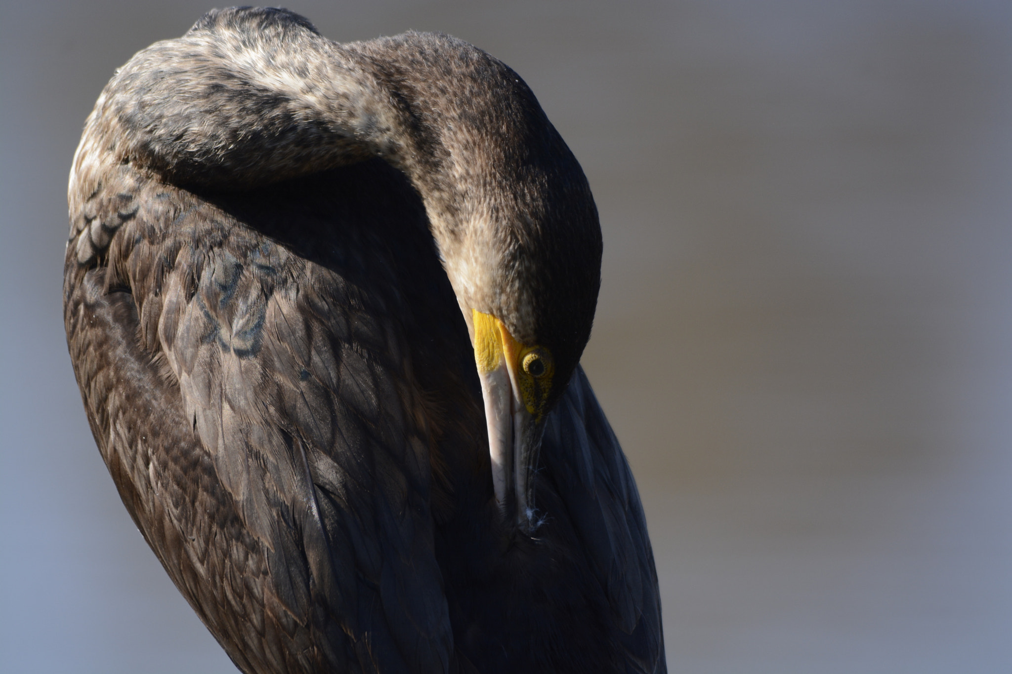 Sigma 150-500mm F5-6.3 DG OS HSM sample photo. Torcion photography
