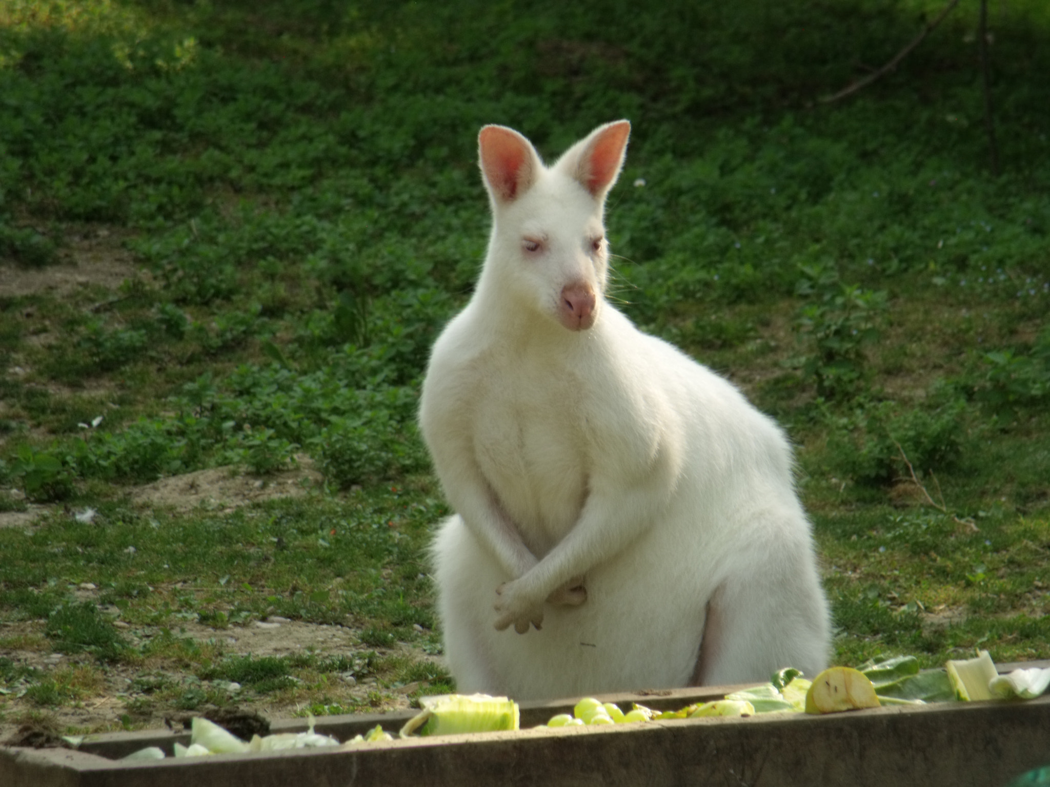 Fujifilm FinePix S1500 sample photo. White kangaroo photography