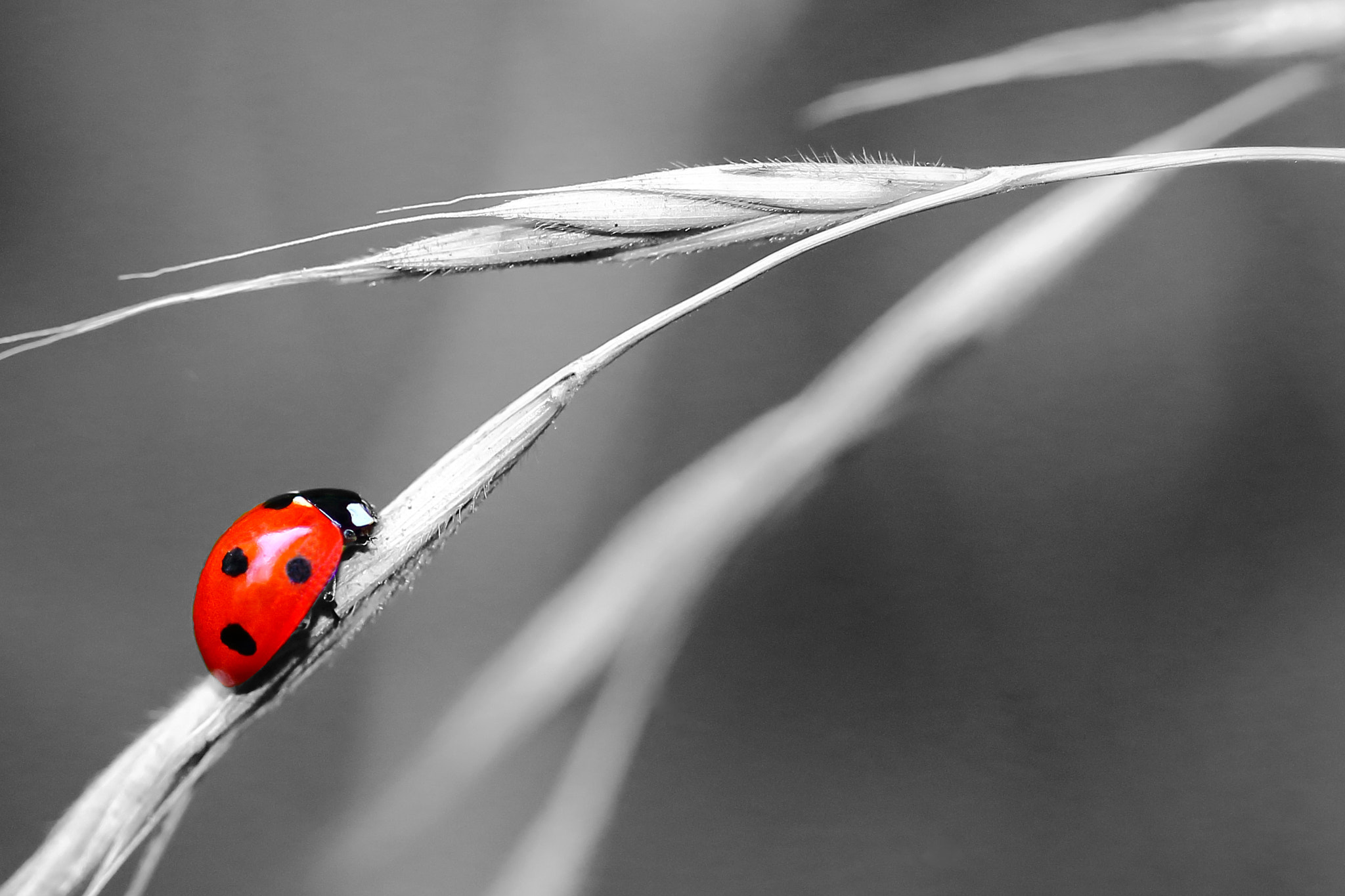 Canon EF-S 60mm F2.8 Macro USM sample photo. Ladybug photography