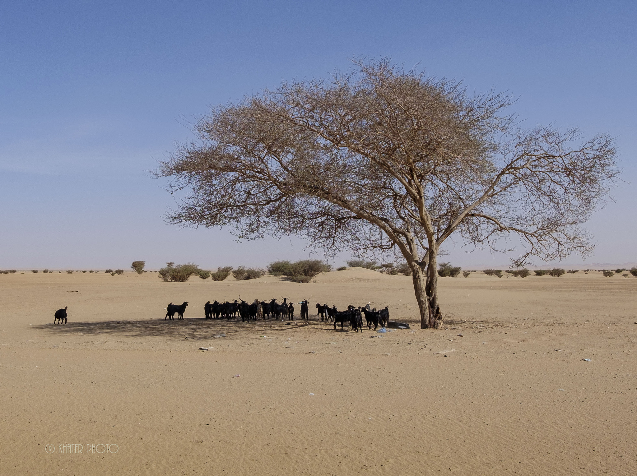Fujifilm XC 16-50mm F3.5-5.6 OIS sample photo. Goats photography