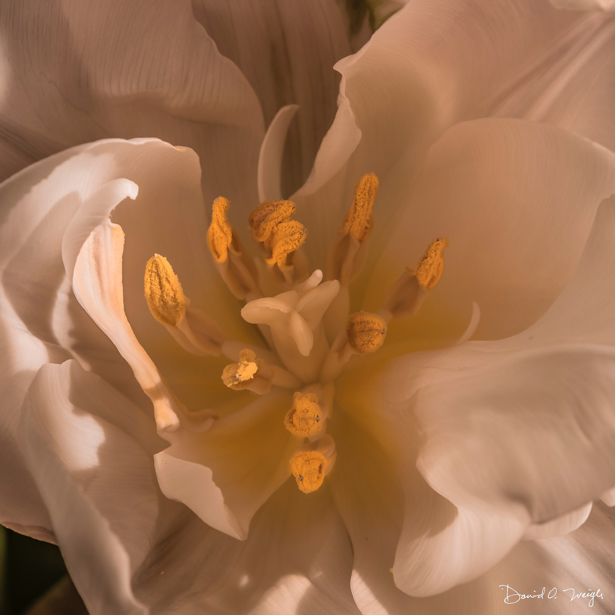 Nikon D810 sample photo. White tulip photography