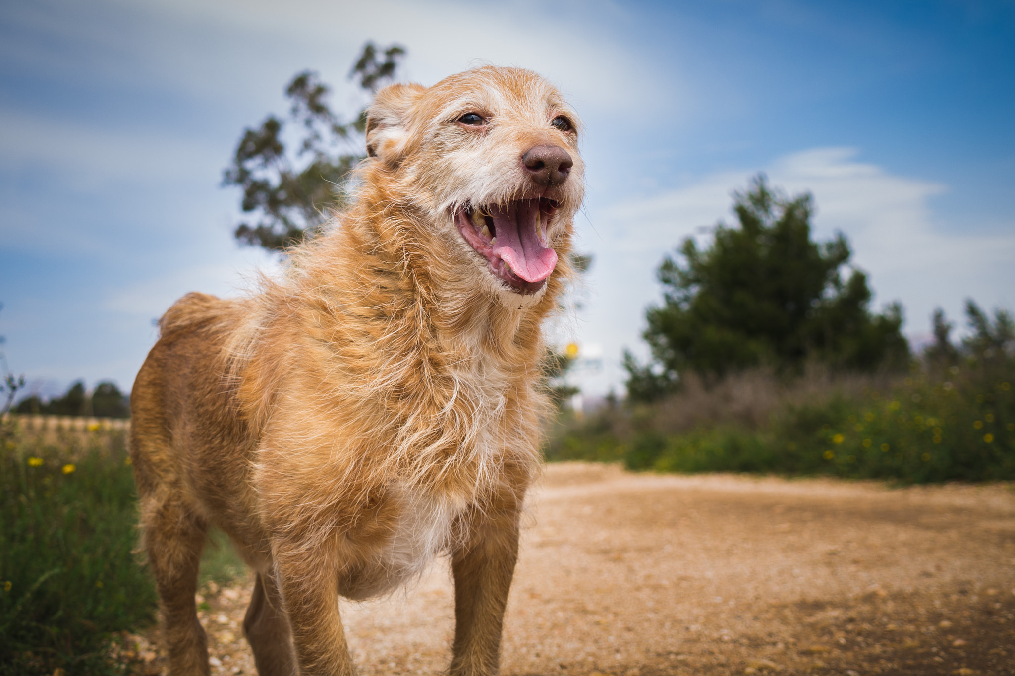 Samsung NX 18-55mm F3.5-5.6 OIS sample photo. Dino photography