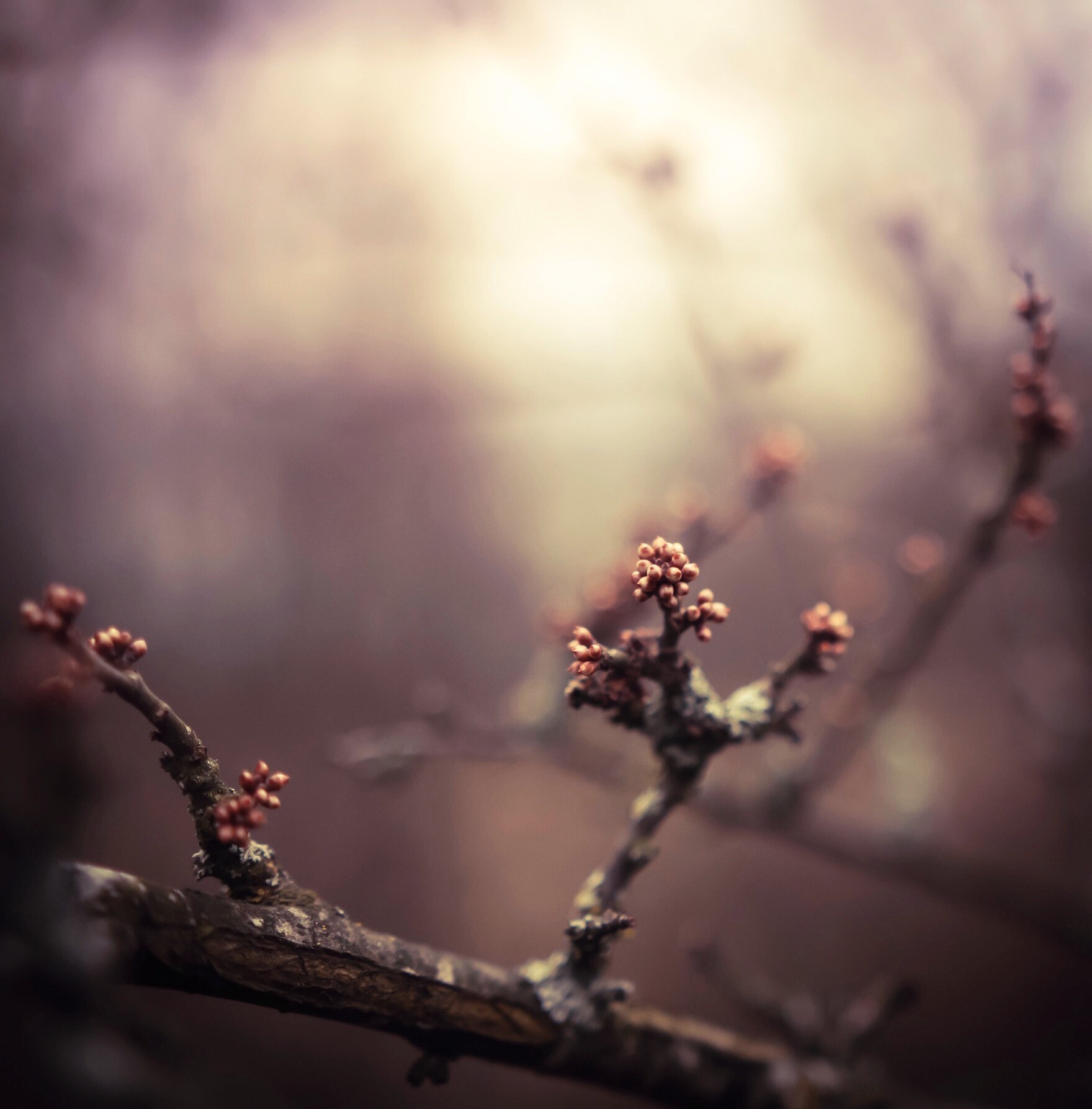 Sigma 18-35mm f/1.8 DC HSM sample photo. Early spring photography