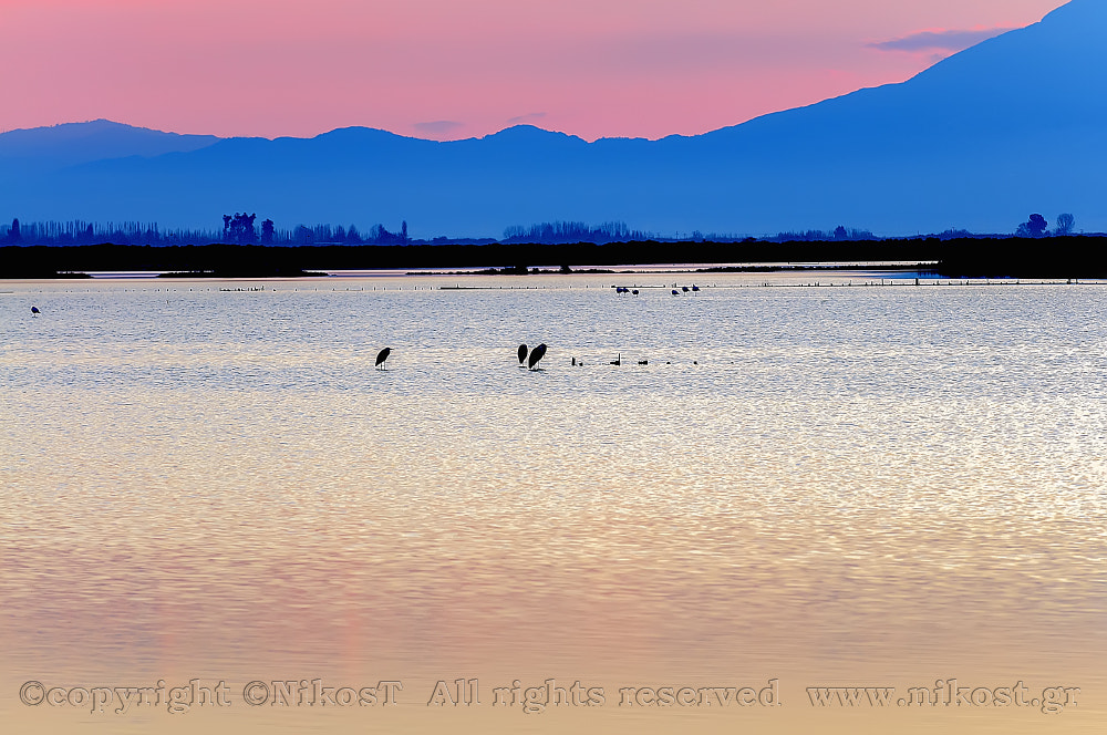 Nikon D300 sample photo. Copy photography