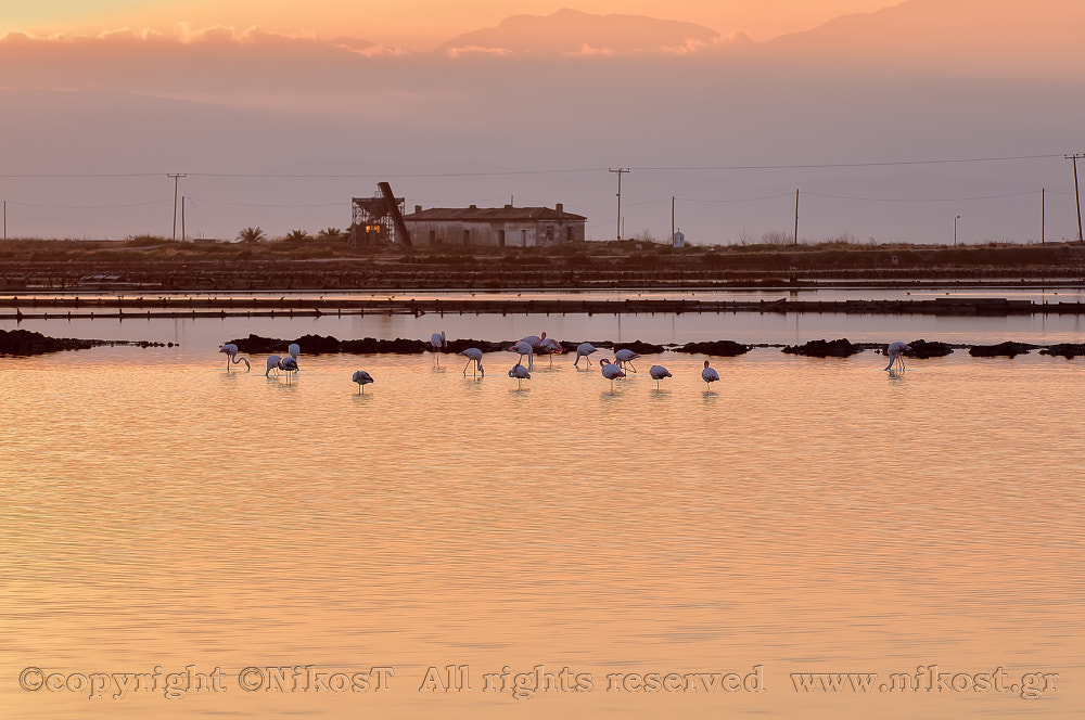 Nikon D300 sample photo. Copy photography