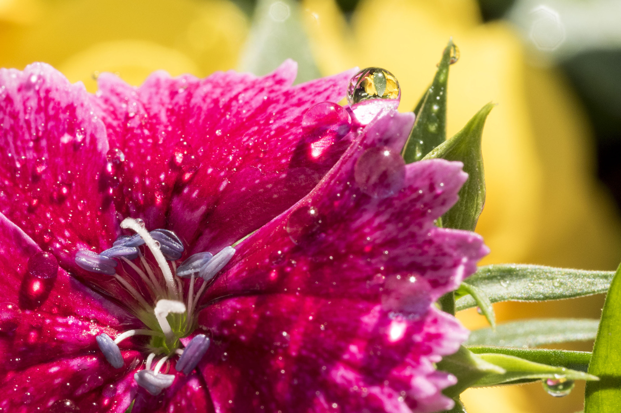 Panasonic Lumix DMC-GM5 + Panasonic Leica DG Macro-Elmarit 45mm F2.8 ASPH OIS sample photo. Water drop photography