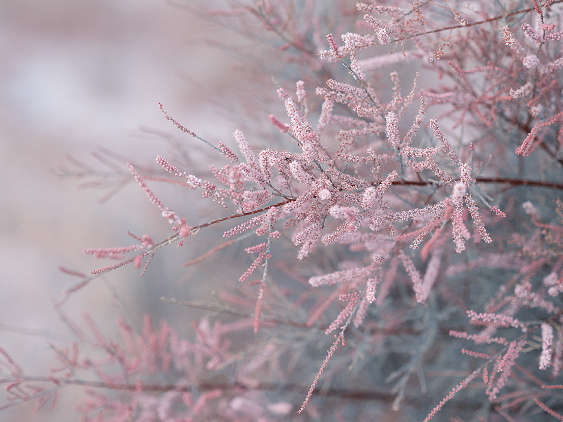 Olympus OM-D E-M10 + Olympus M.Zuiko Digital 45mm F1.8 sample photo. By the beach photography