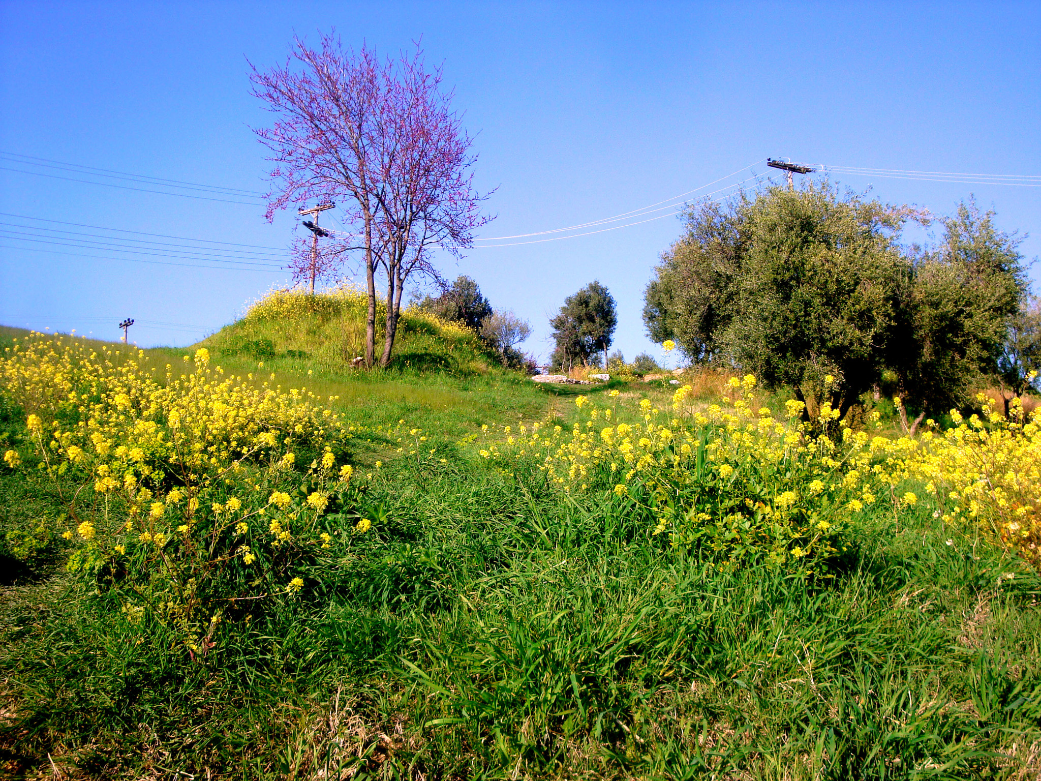 Sony Cyber-shot DSC-W150 sample photo. Colours of spring 1 photography