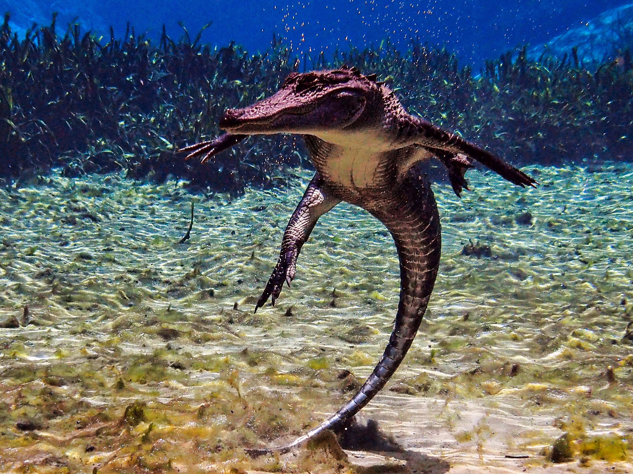 Olympus OM-D E-M5 sample photo. Disco alligator close-up photography