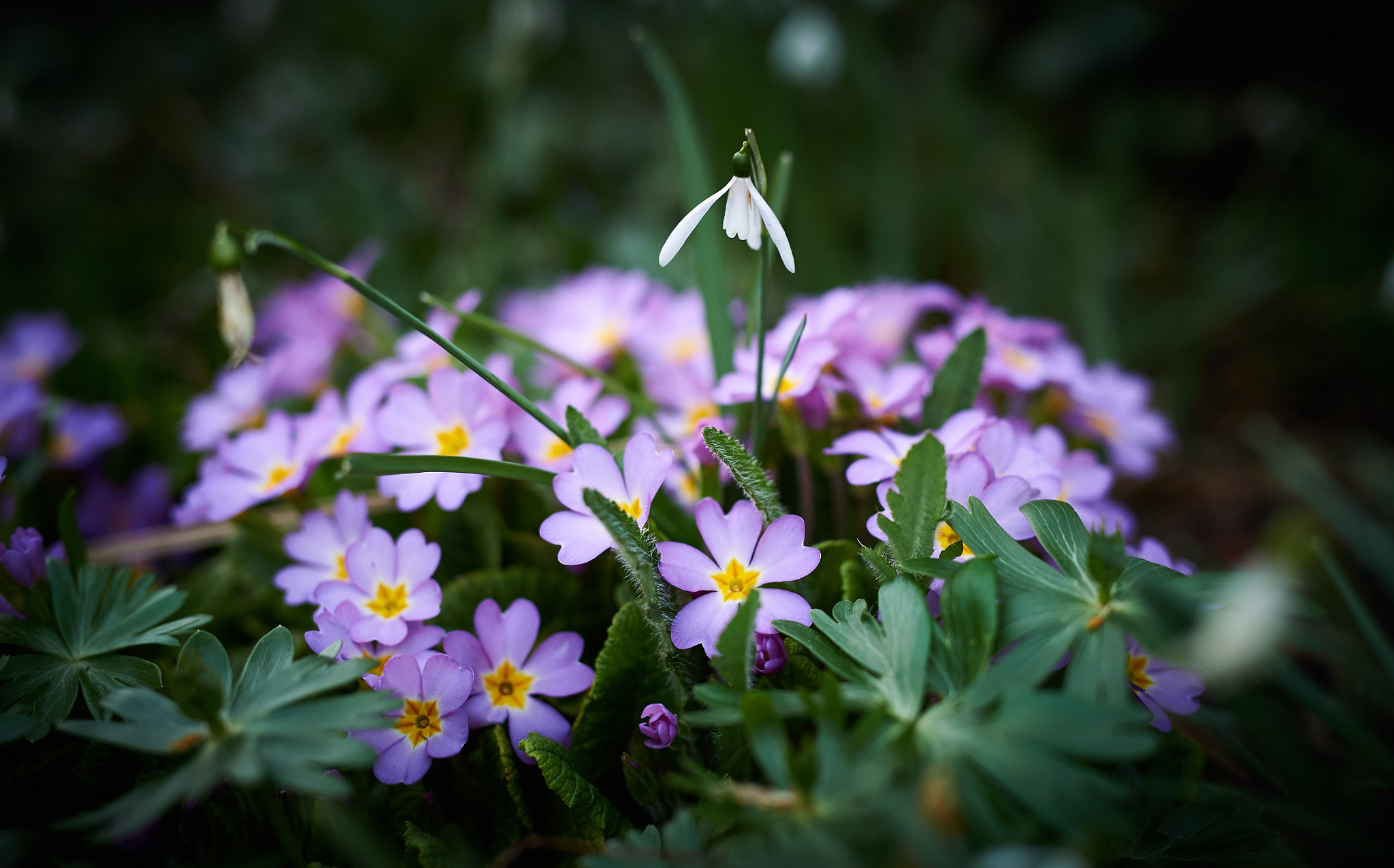 Nikon D4S + Sigma 50mm F1.4 DG HSM Art sample photo. Spring is approaching photography