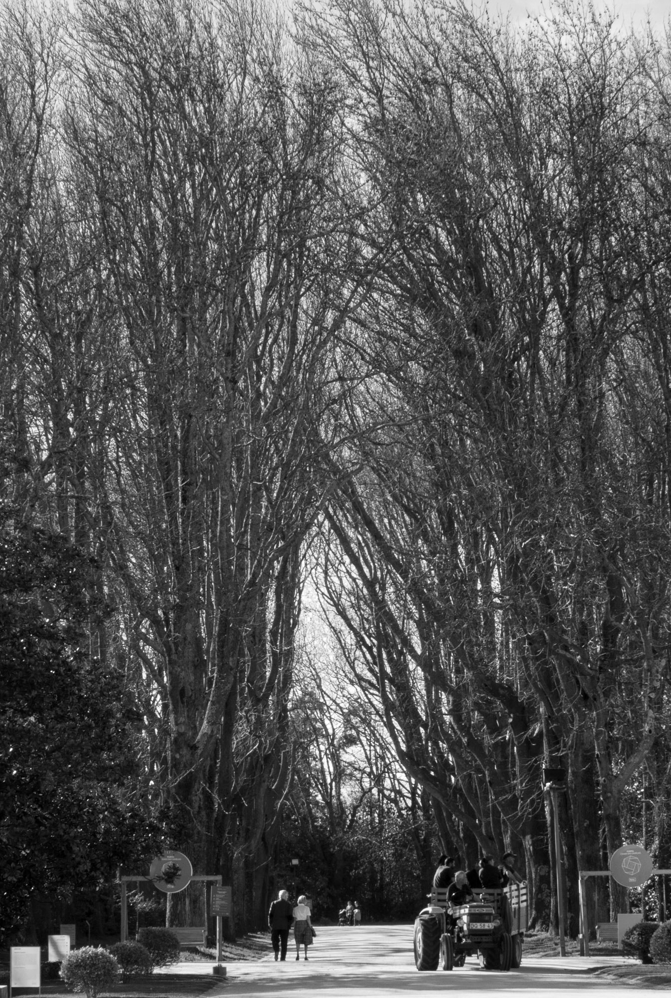 Sony Cyber-shot DSC-RX10 + 24-200mm F2.8 sample photo. Winter trees (20) photography
