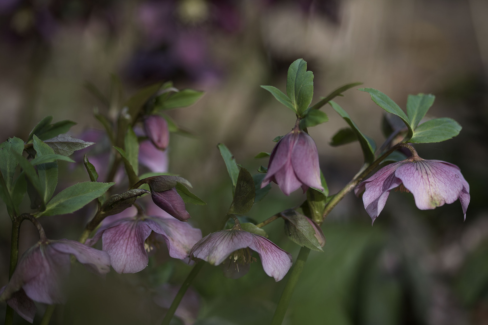 Sony a7R II + Sony 100mm F2.8 Macro sample photo. Helleborus photography