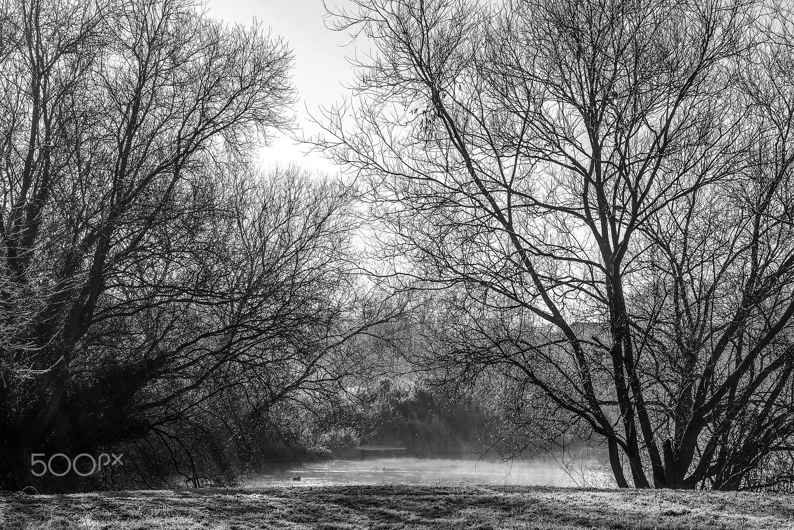 Nikon D600 sample photo. Fog, frost and a lake... photography