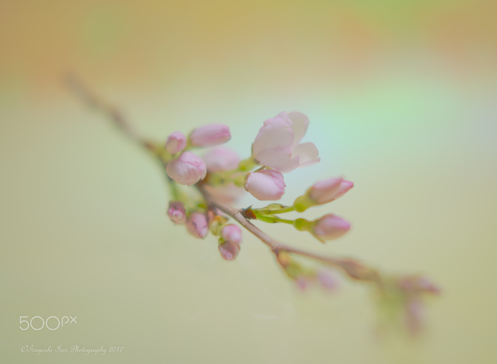 Nikon D600 + Nikon AF-S Nikkor 50mm F1.8G sample photo. 彼岸さくら photography