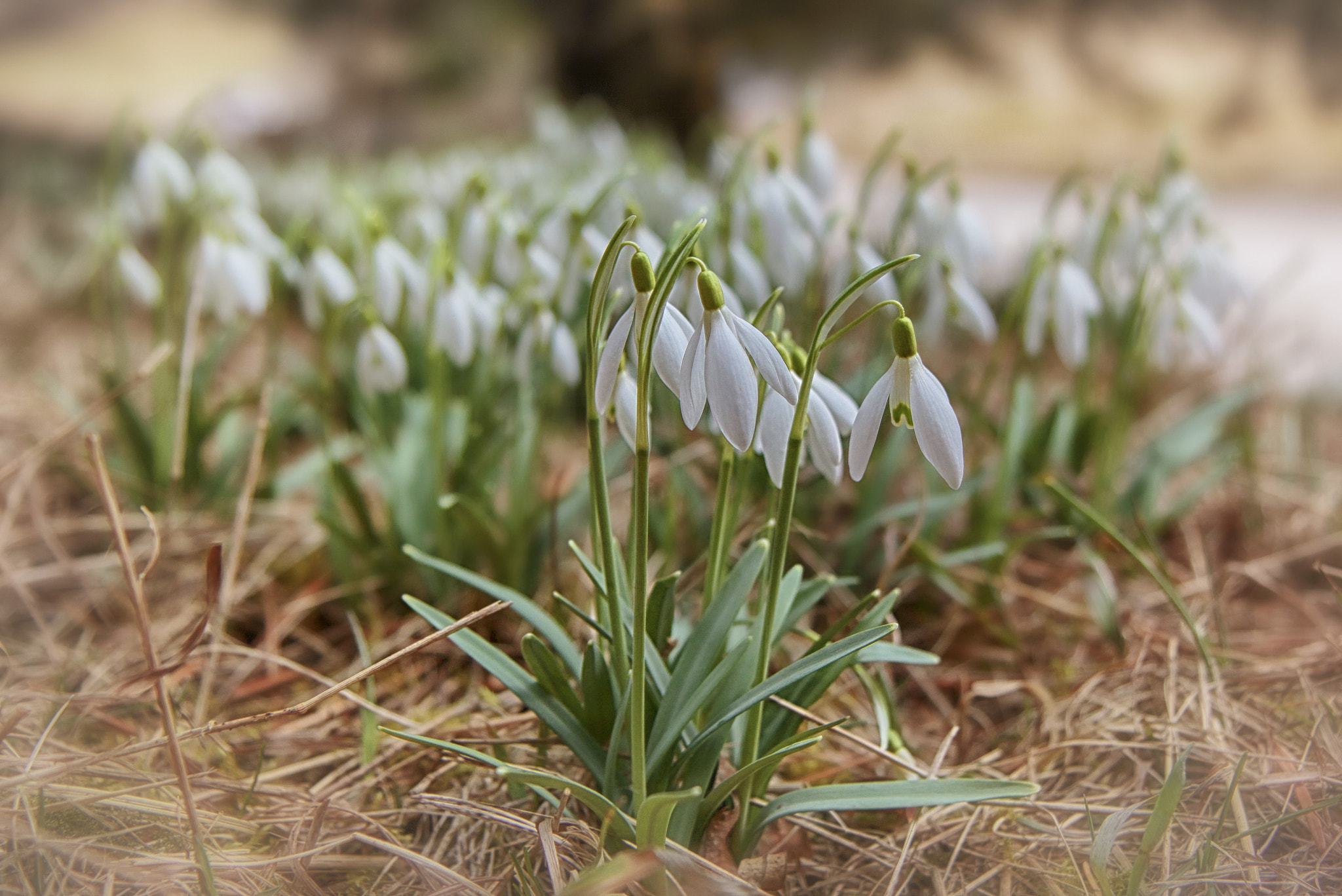 Canon EOS 60D sample photo. Schneeglöckchen photography