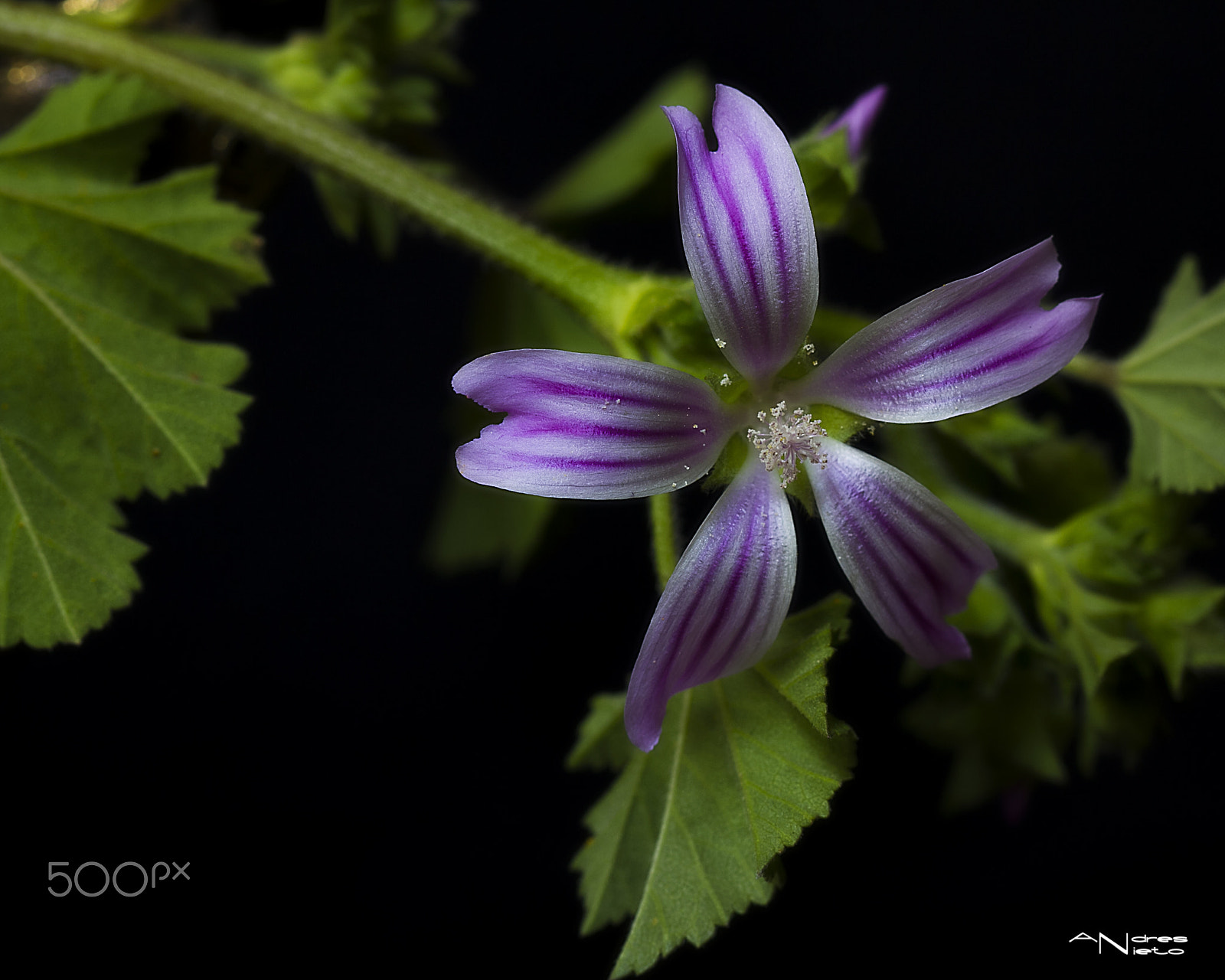 Canon EF 100mm F2.8 Macro USM sample photo. Flor de malvavisco photography
