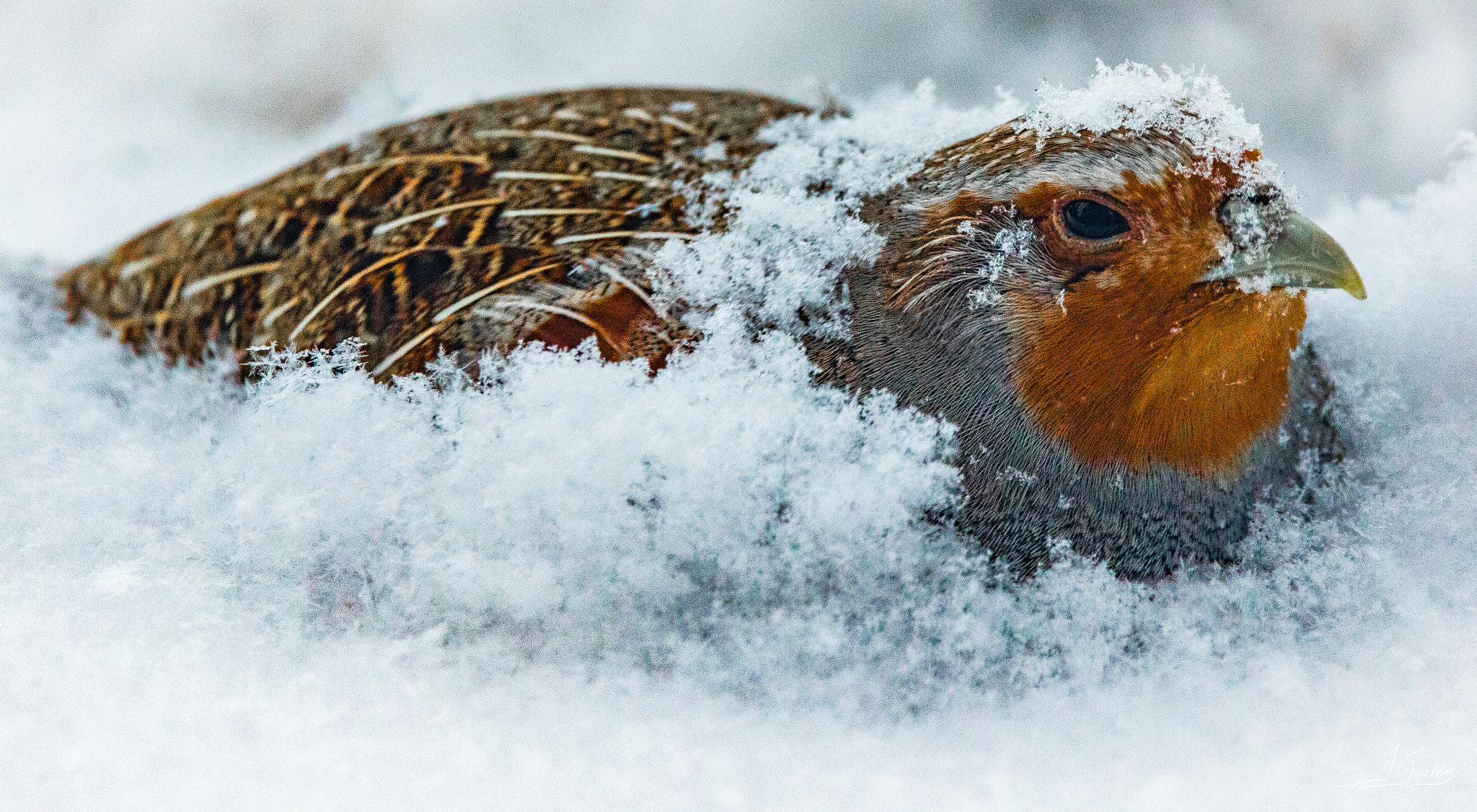 150-600mm F5-6.3 DG OS HSM | Contemporary 015 sample photo. Cold nest photography