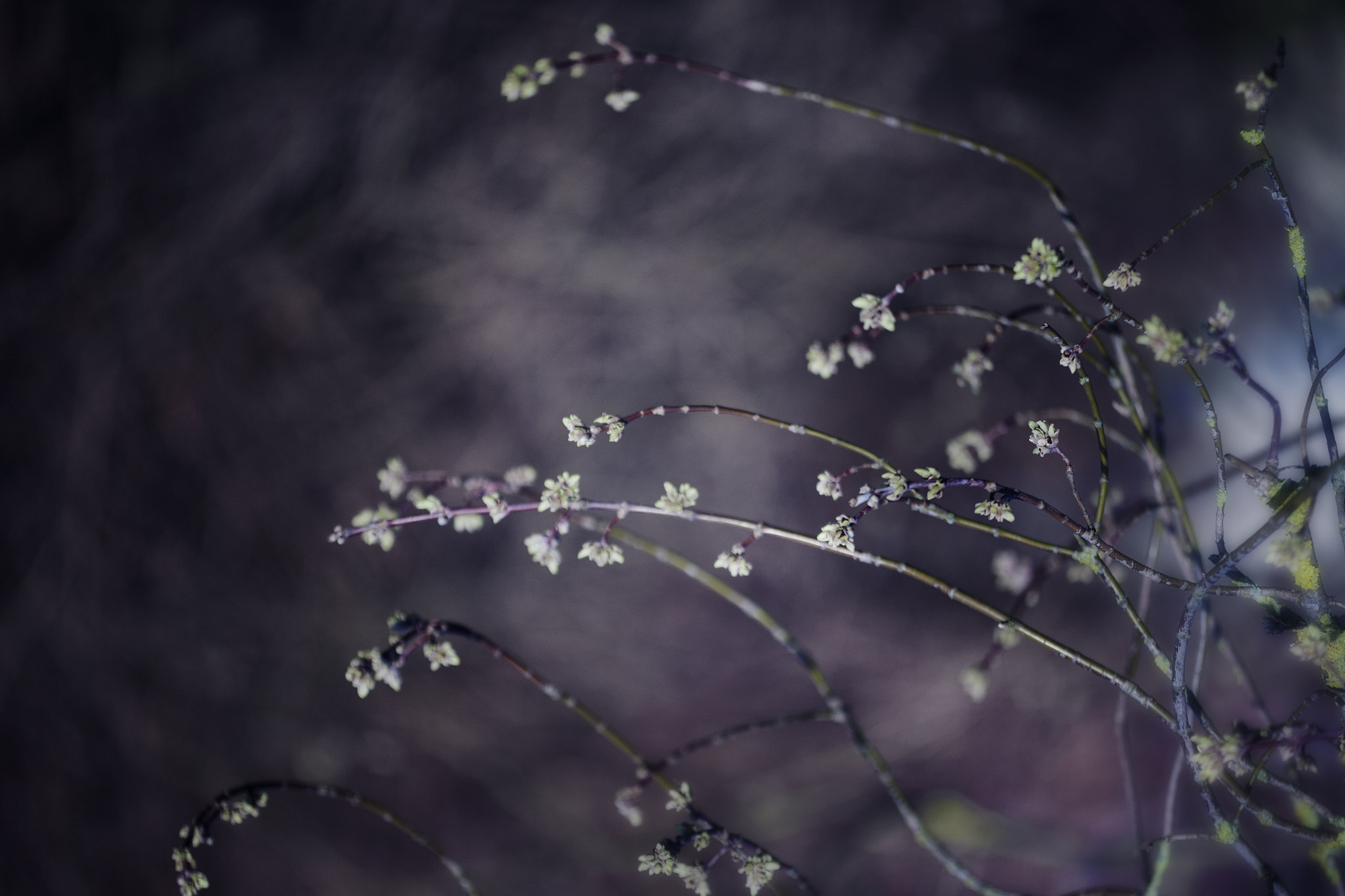 Sigma APO Macro 150mm f/2.8 EX DG HSM sample photo. Virage sud photography