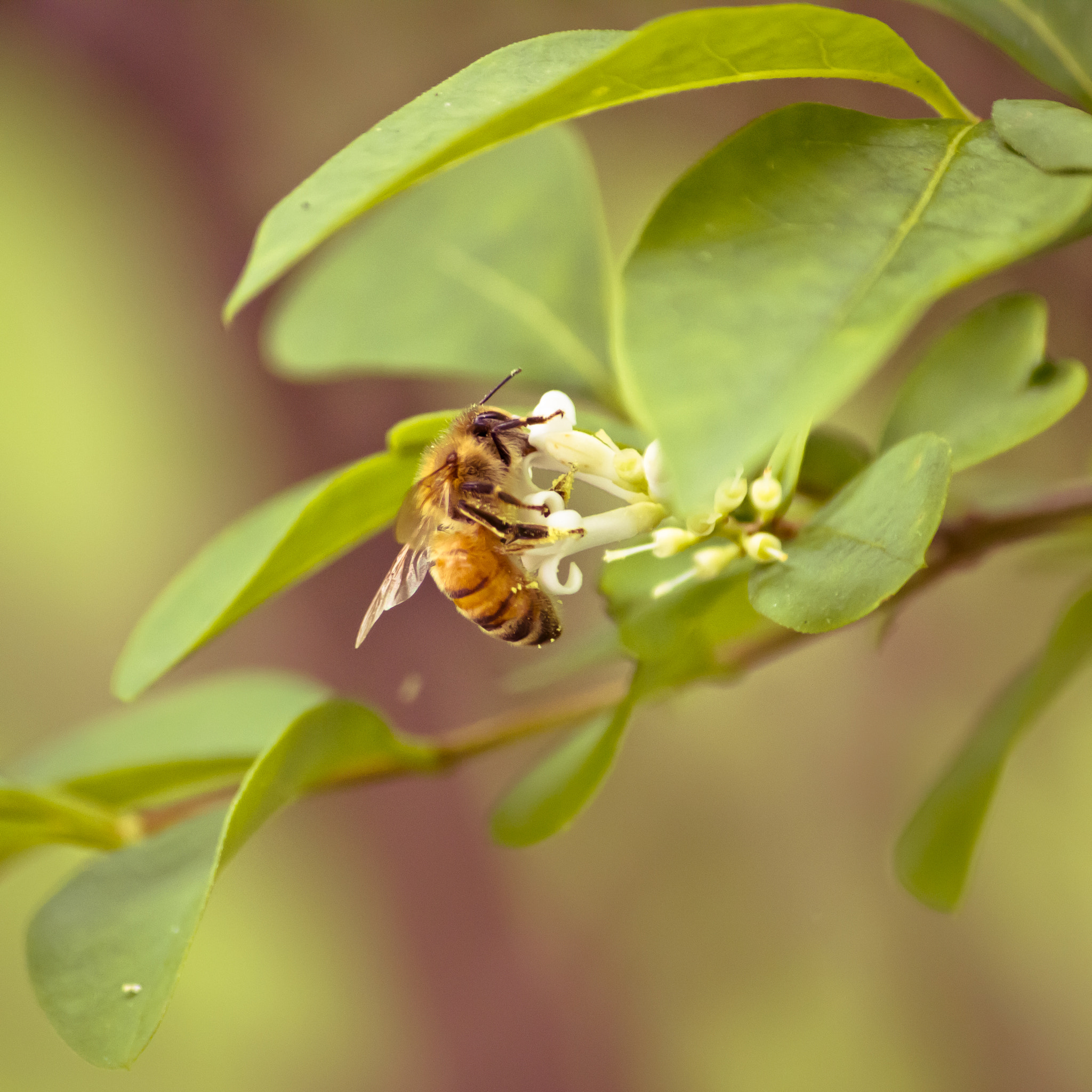 Canon EF-S 55-250mm F4-5.6 IS sample photo. Pollination photography