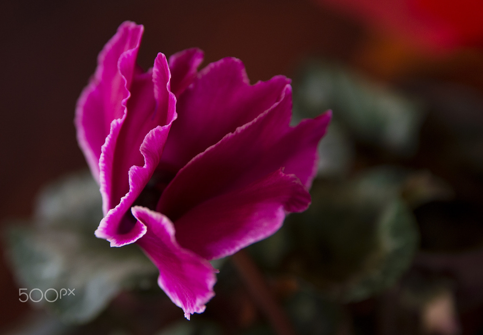 Nikon D3200 + Sigma 17-50mm F2.8 EX DC OS HSM sample photo. A magenta flower photography