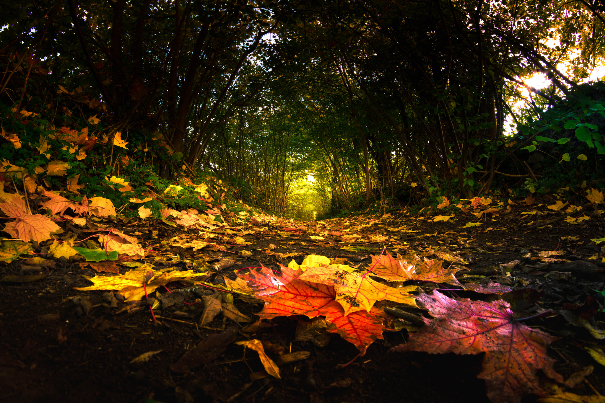 Nikon D7100 + Samyang 8mm F3.5 Aspherical IF MC Fisheye sample photo. L'automne.... photography