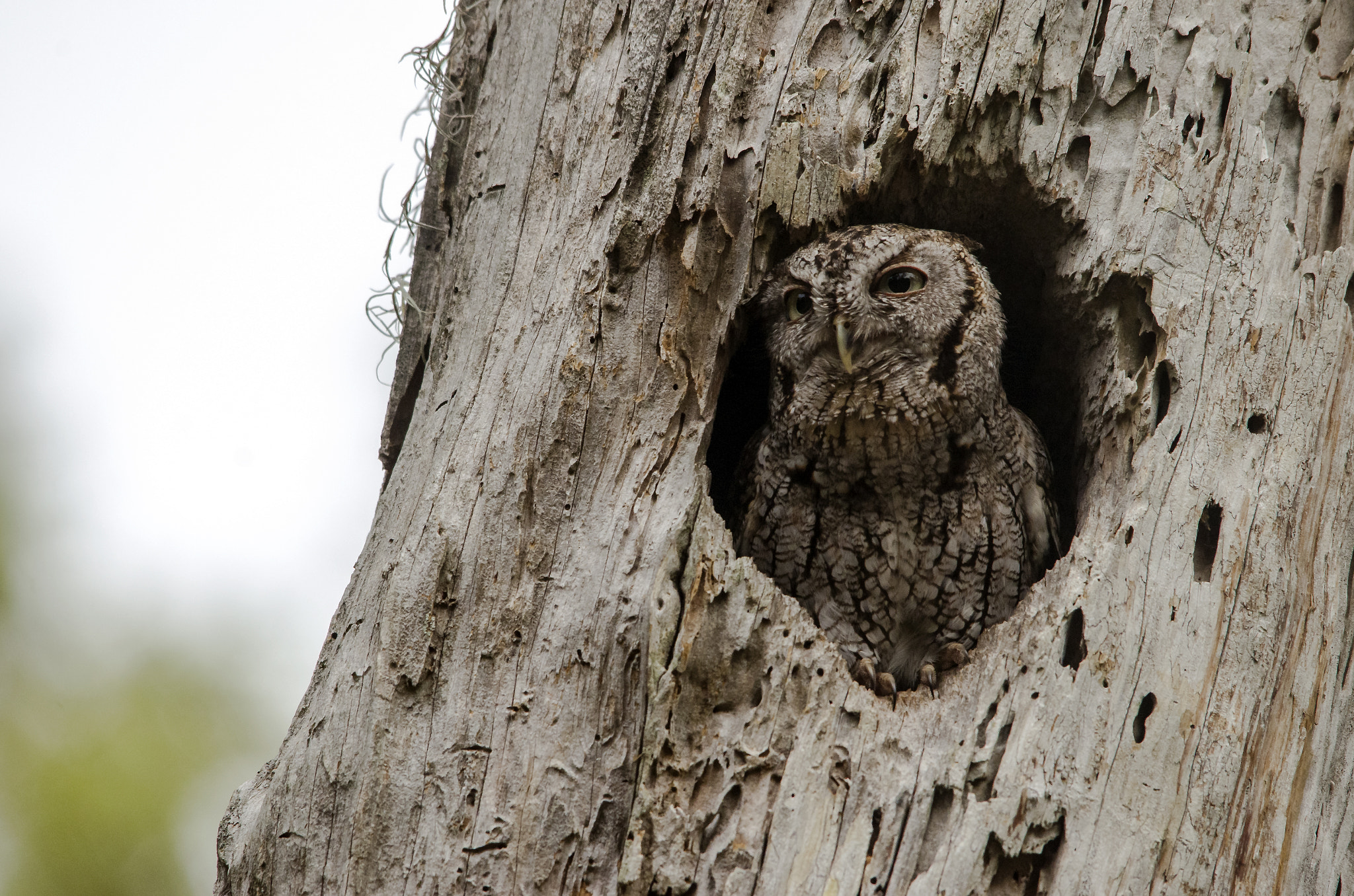 Sigma 150-500mm F5-6.3 DG OS HSM sample photo. Eastern screech owl photography