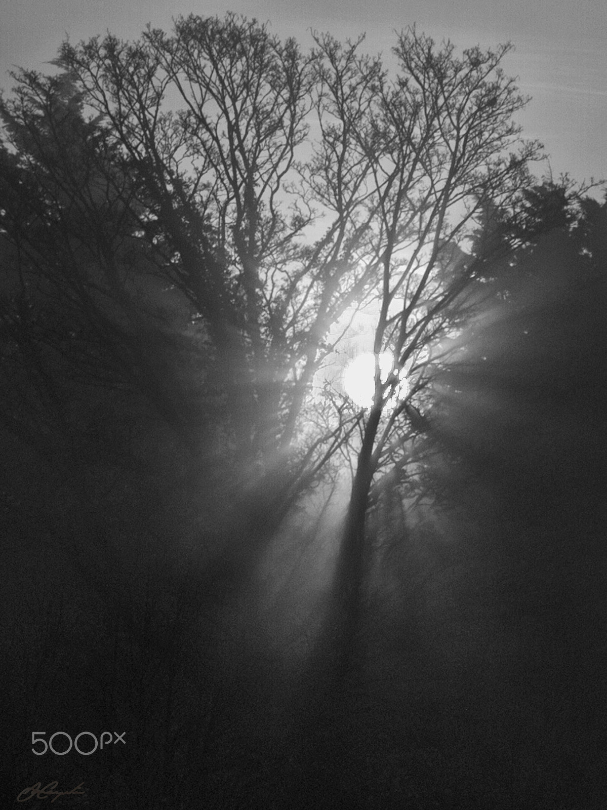 Sigma 17-70mm F2.8-4 DC Macro OS HSM sample photo. Morning rays photography