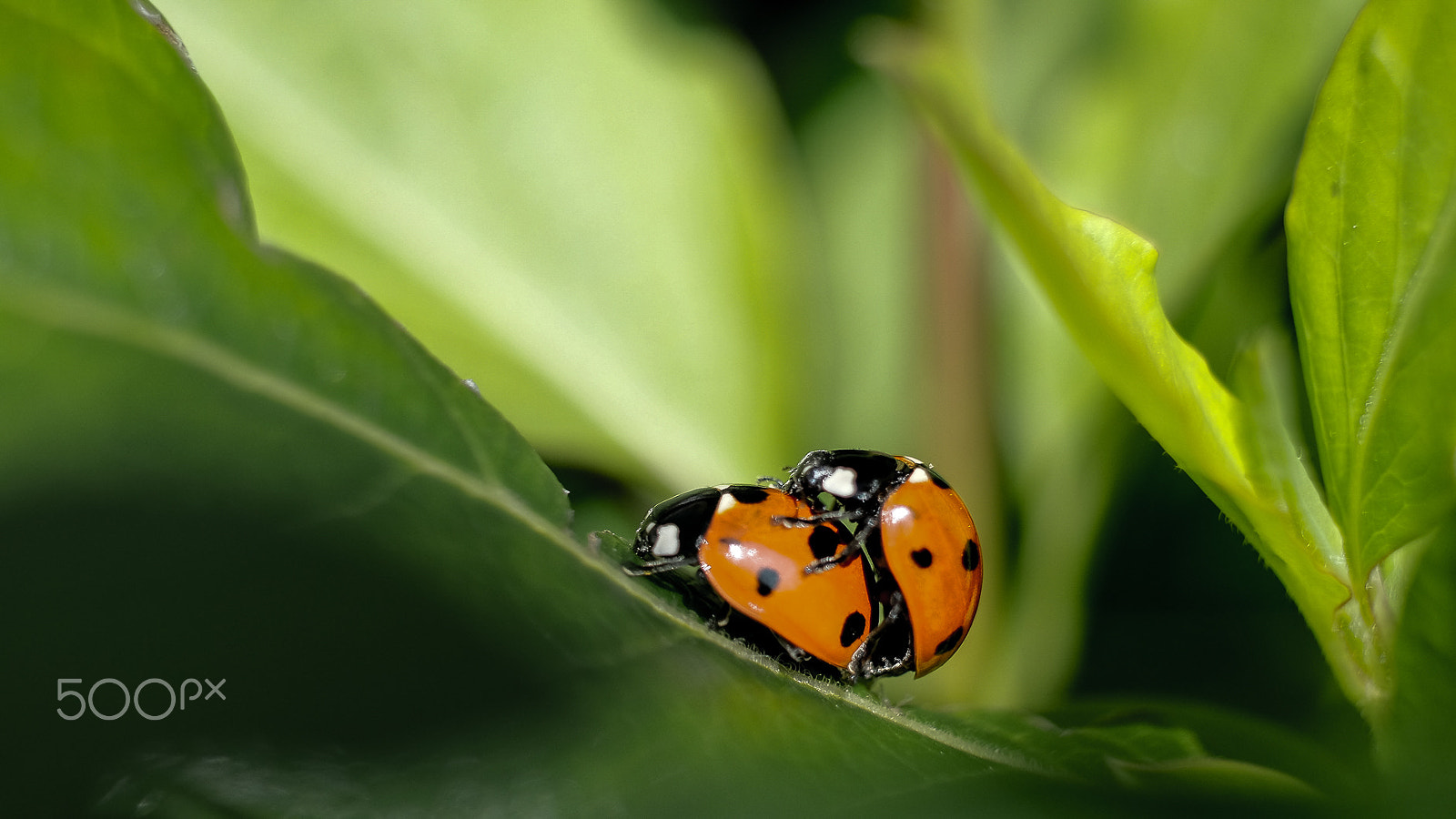 Fujifilm X-T1 + Fujifilm XF 60mm F2.4 R Macro sample photo. Coccinelle love photography