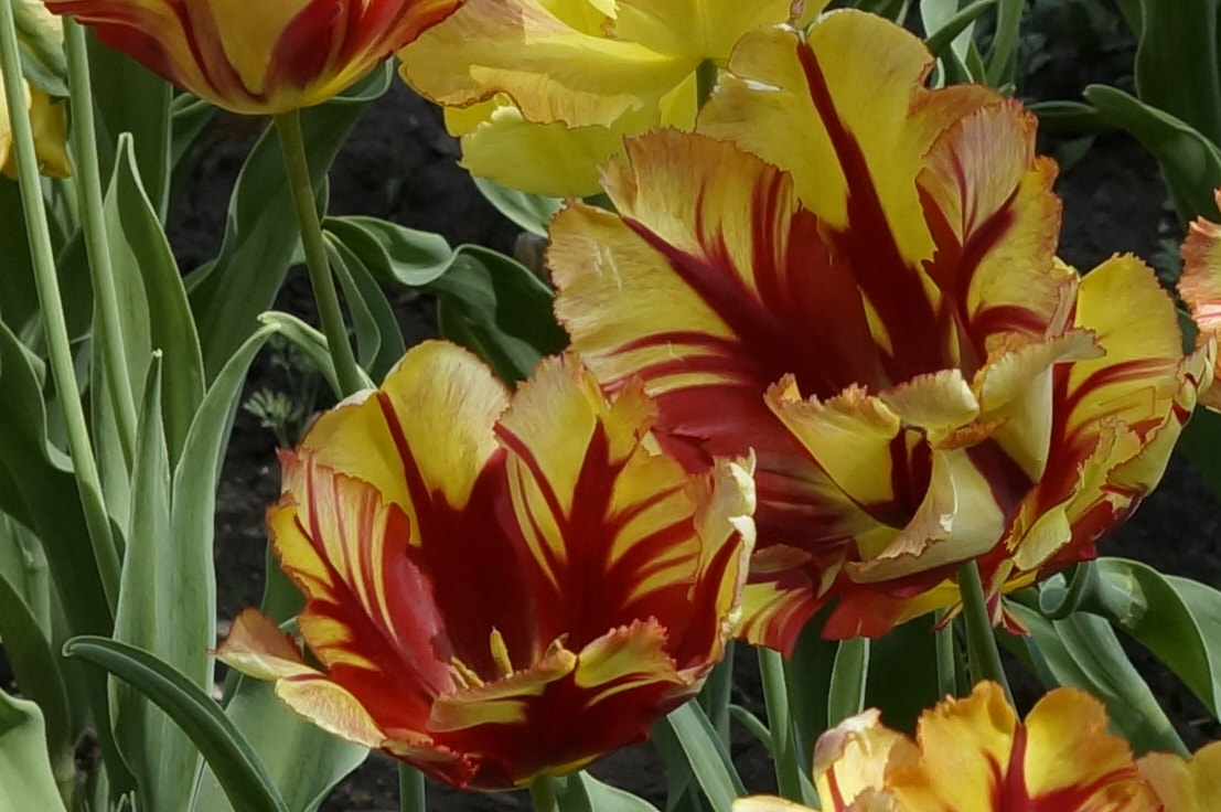 Sony SLT-A57 sample photo. ~tulips ~ photography