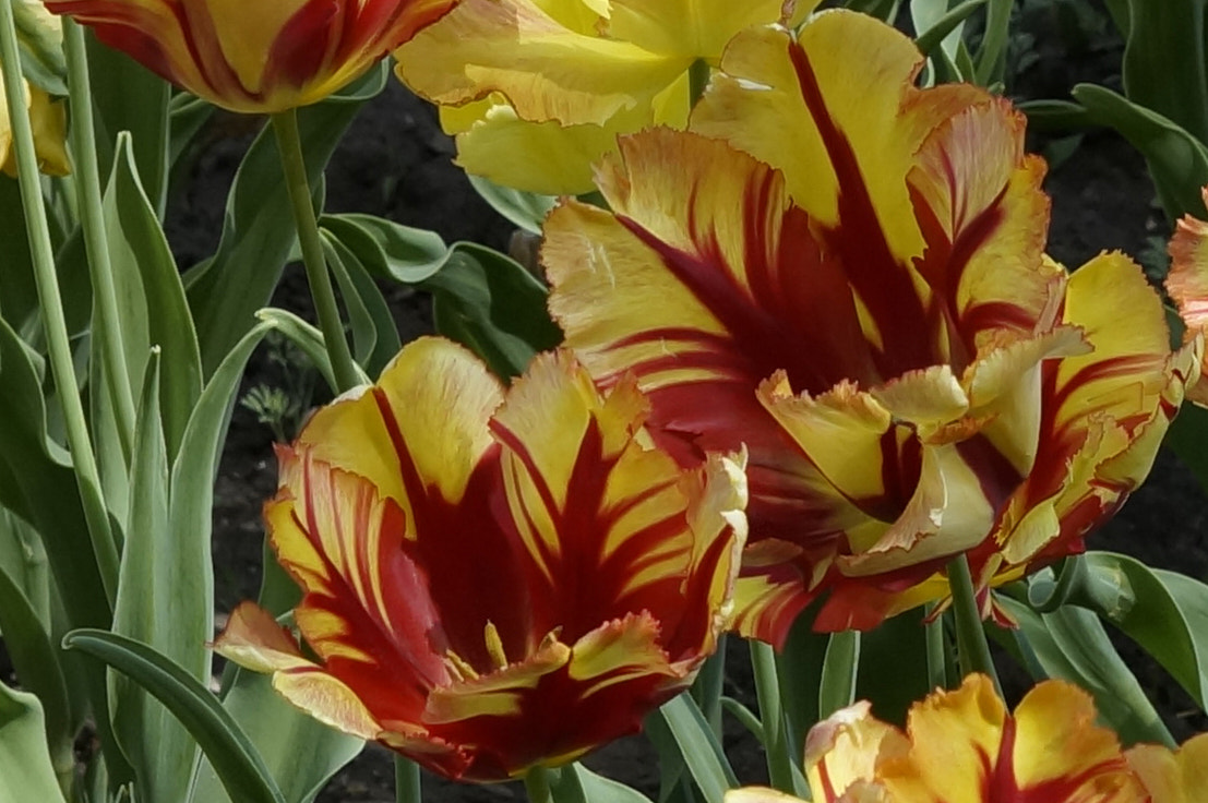 Sony SLT-A57 + Sony DT 50mm F1.8 SAM sample photo. ~tulips ~ photography