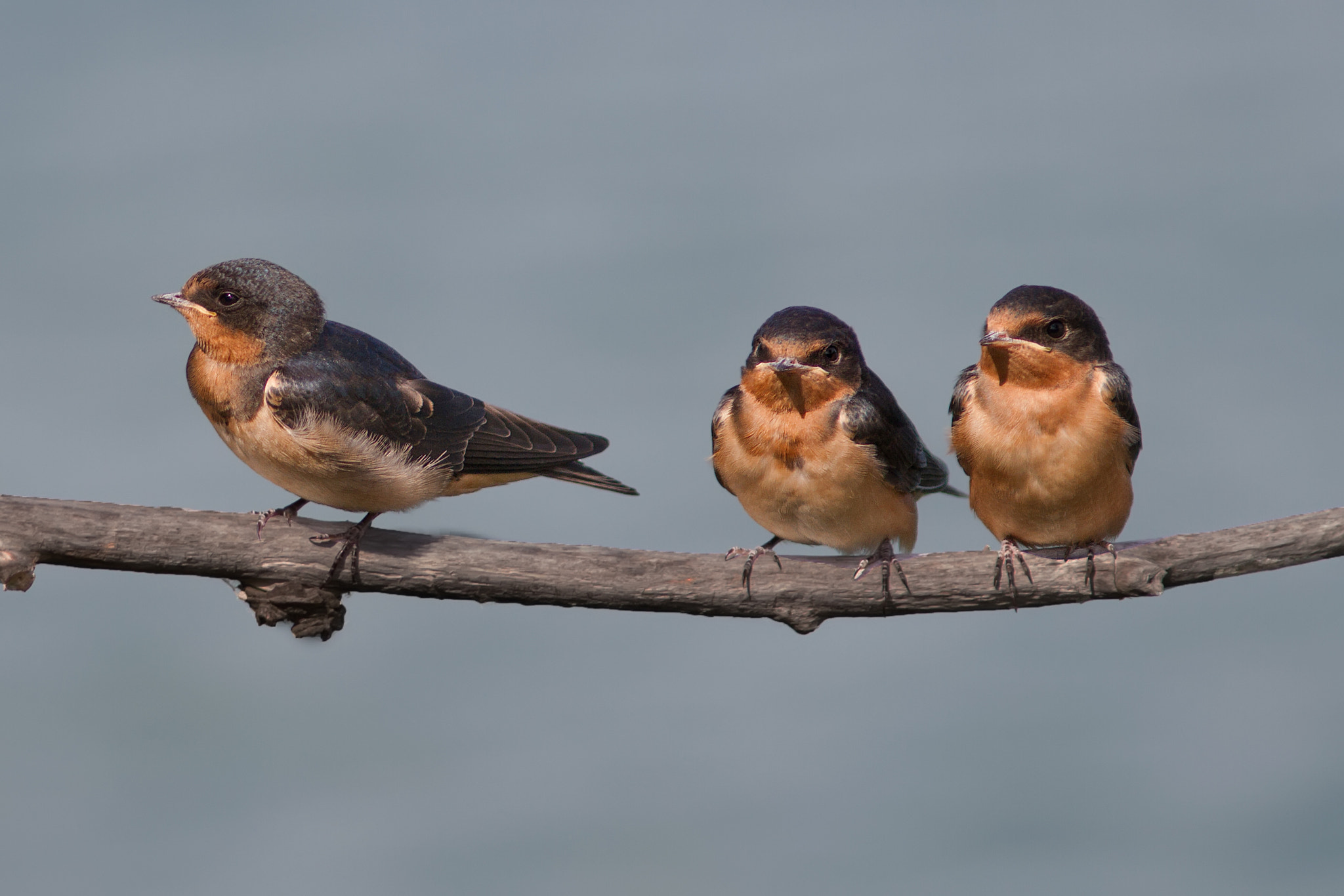 Canon EOS 7D + Canon EF 300mm F4L IS USM sample photo. Barn swallow fledges 3762 photography