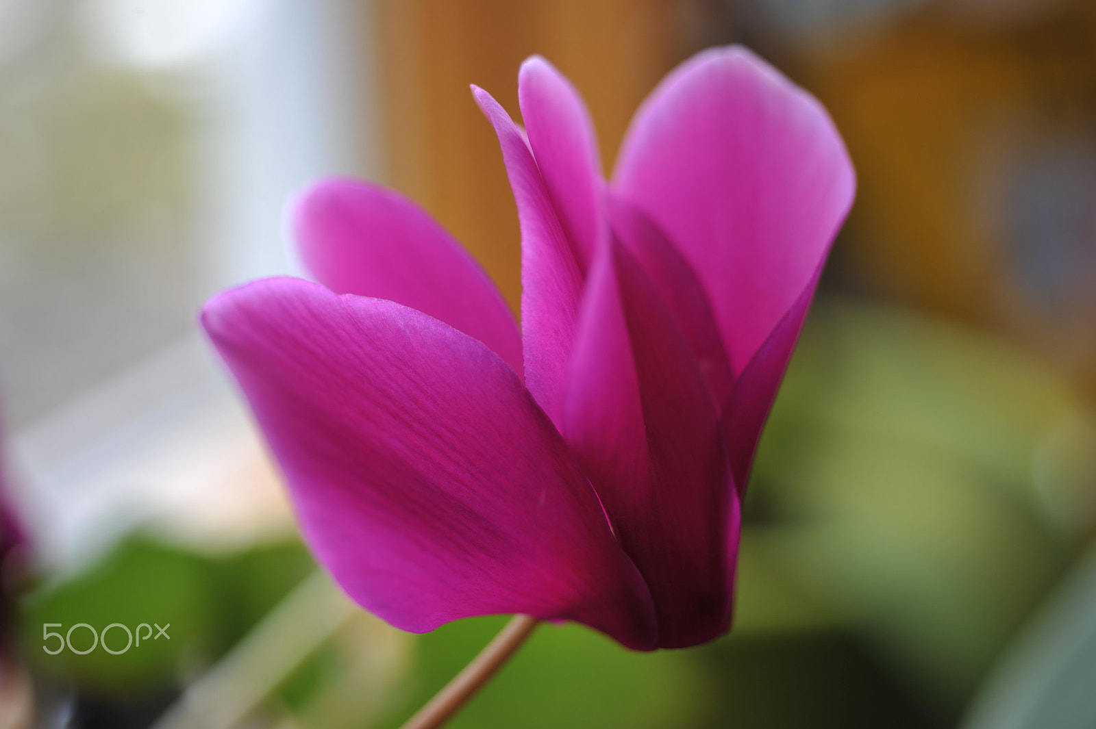 Nikon D700 + AF Micro-Nikkor 55mm f/2.8 sample photo. Cyclamen photography