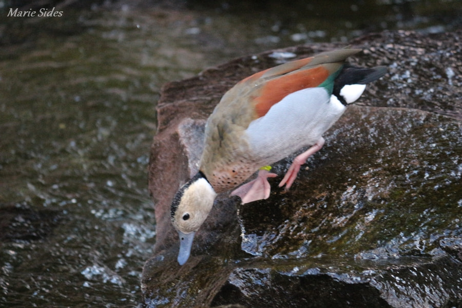 Canon EOS 100D (EOS Rebel SL1 / EOS Kiss X7) sample photo. Colourful duck photography